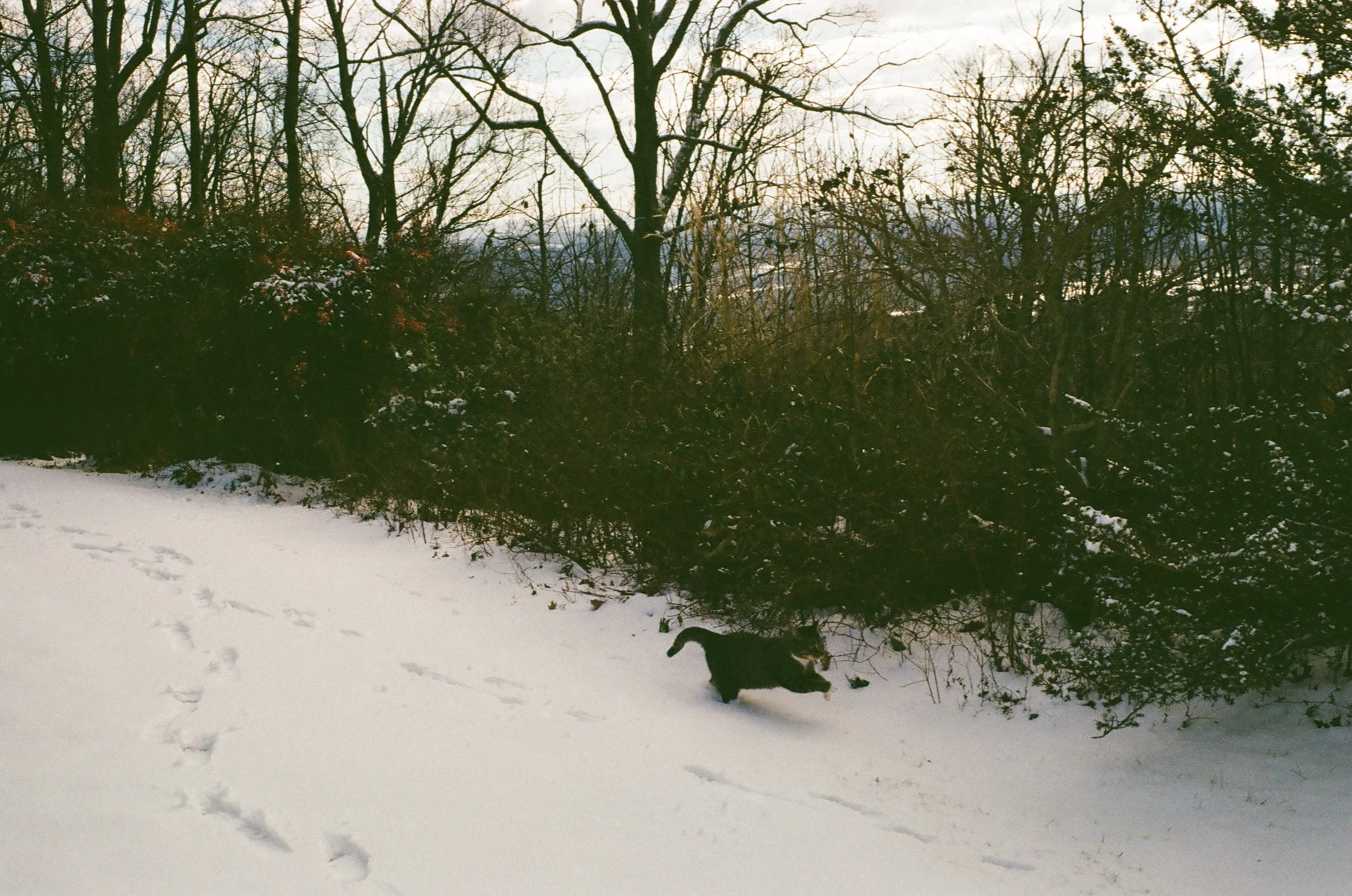 A black and white cat running through snow in a yard with leafless trees and bushes in the background.