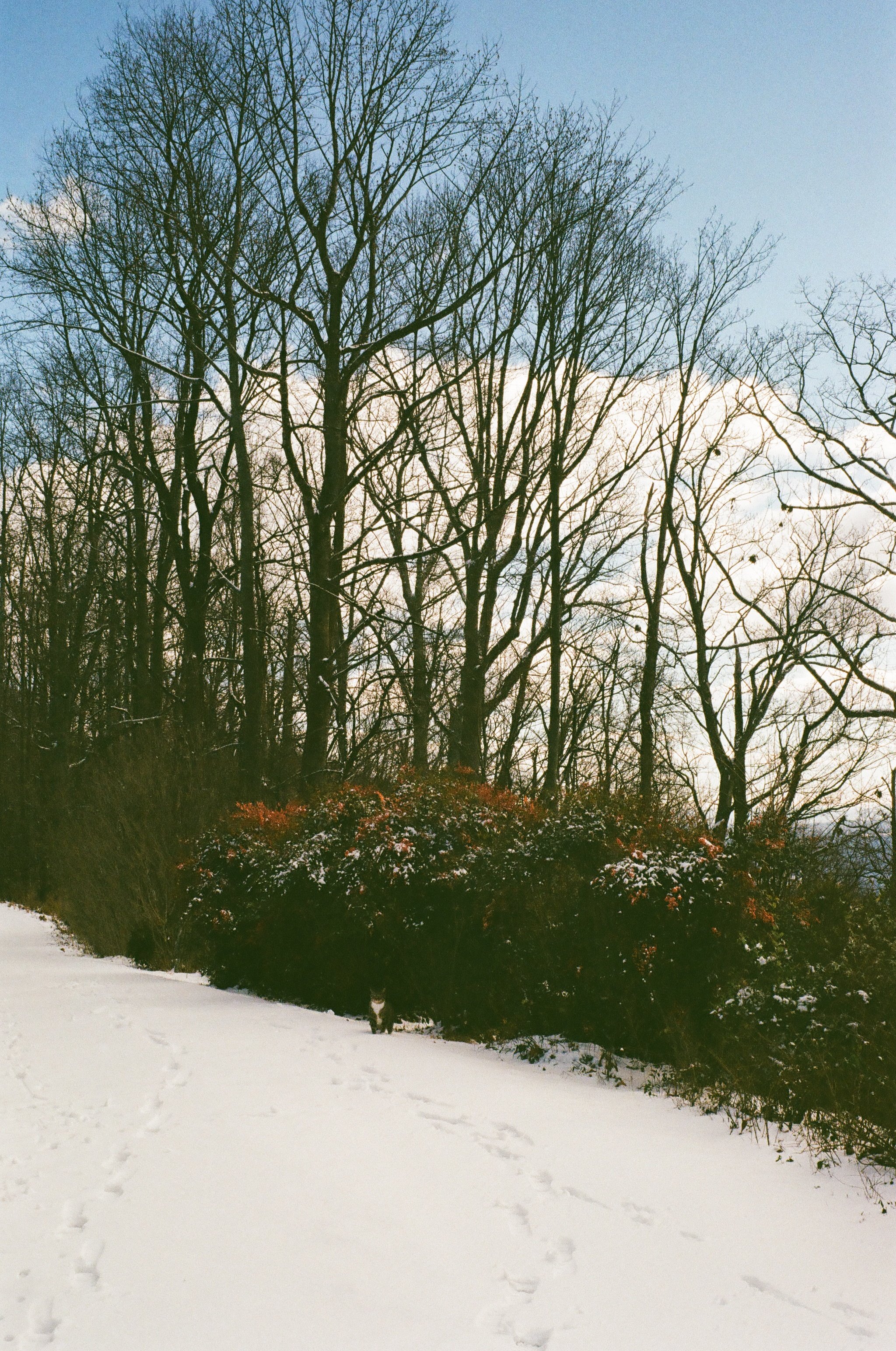 Snow-covered path with footprints leading past leafless trees and bushes with some red berries. A black and white cat walking towards the camera in a winter landscape.