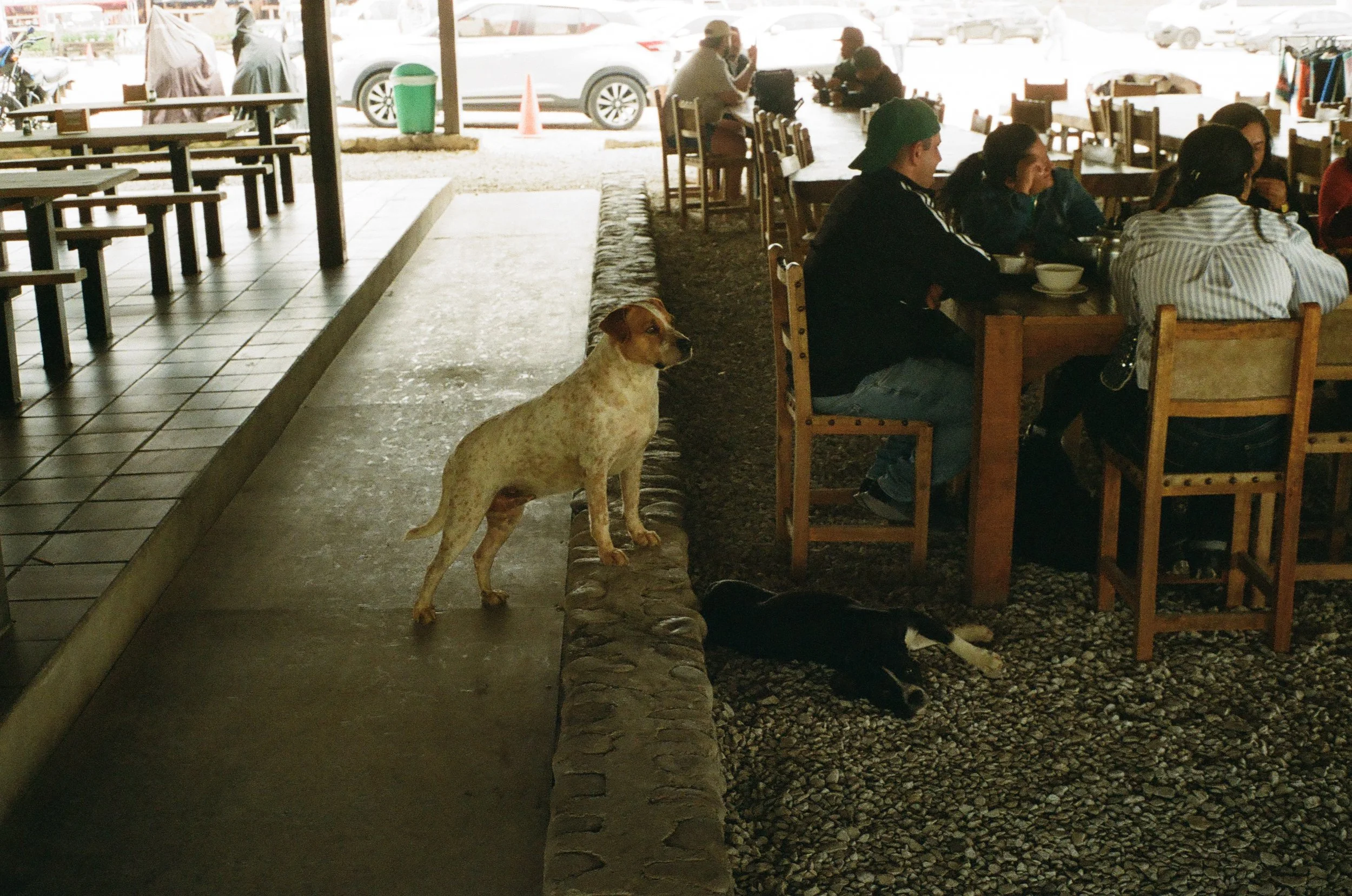 Dogs sitting and lying near tables of people dining at an outdoor restaurant.