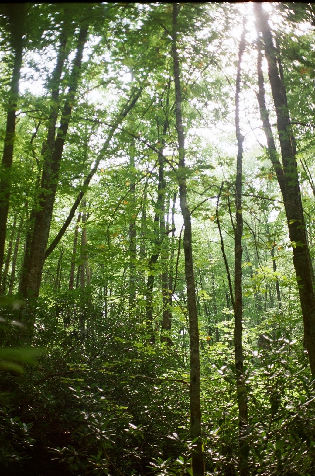 Photograph of a dense green forest with tall trees and sunlight filtering through the leaves.