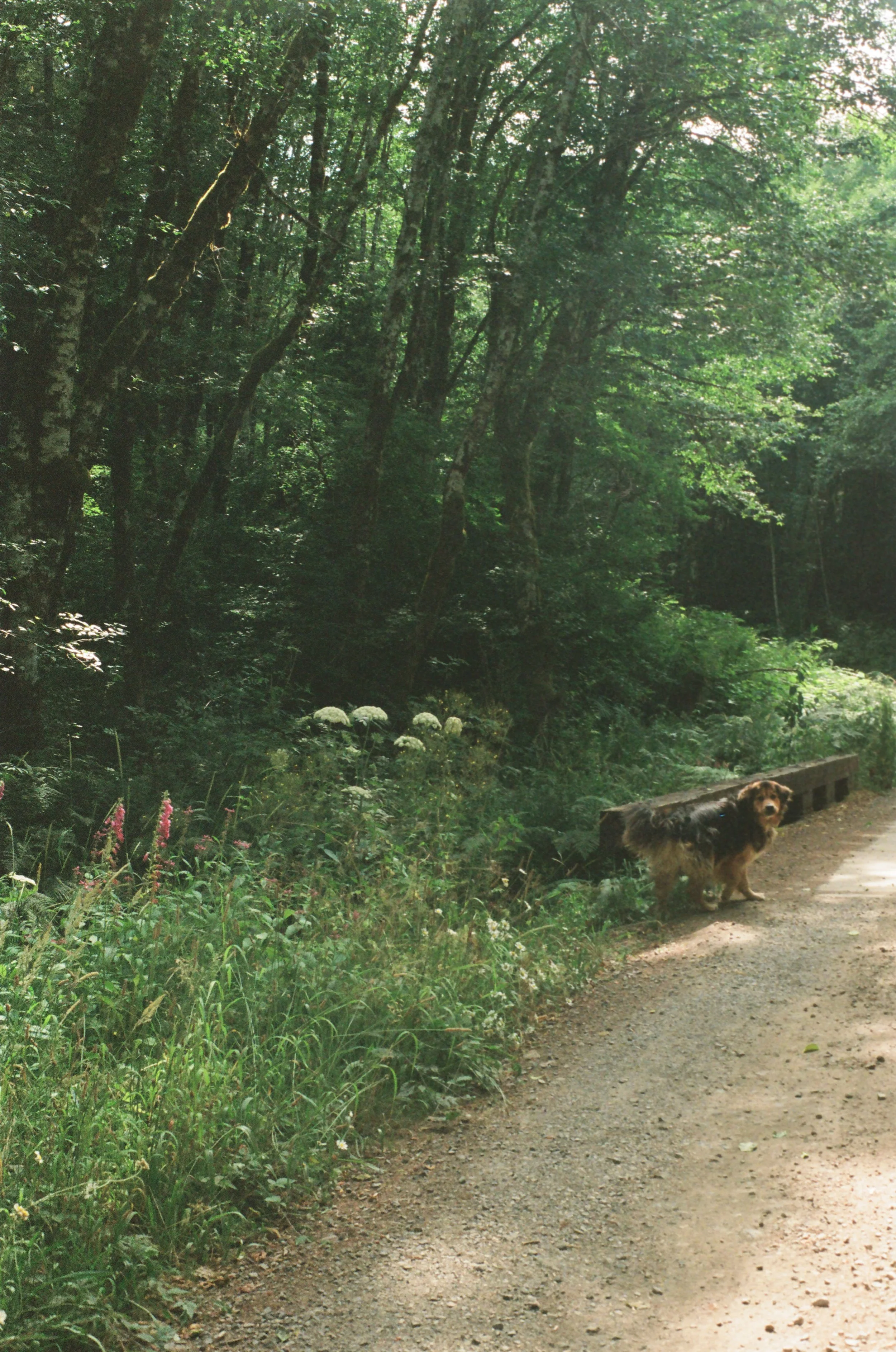 A dog standing on a gravel path beside a bench, surrounded by dense green trees and plants in a forested area.