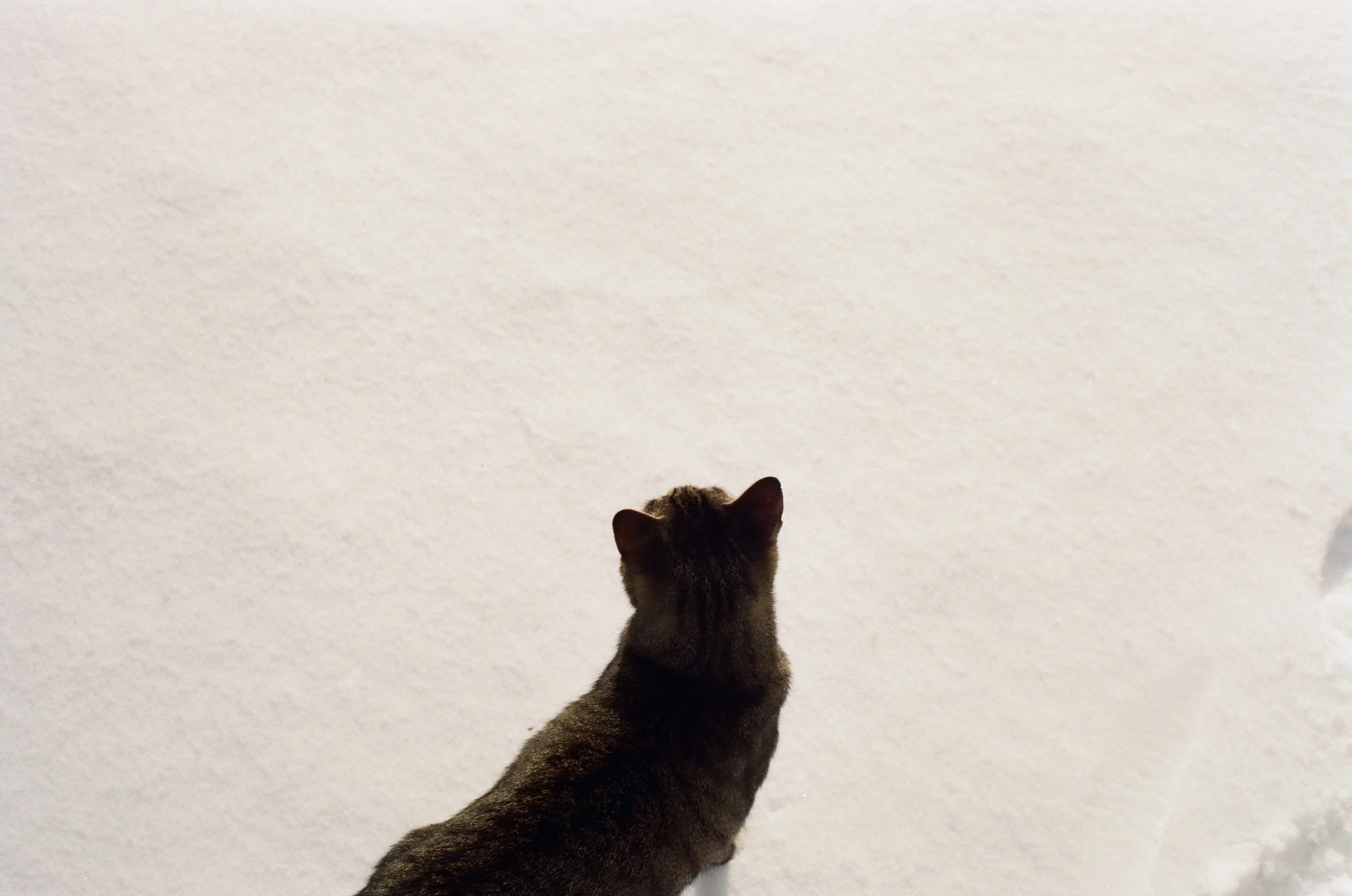 A cat standing on snow, facing away from the camera, with a plain snow-covered background.