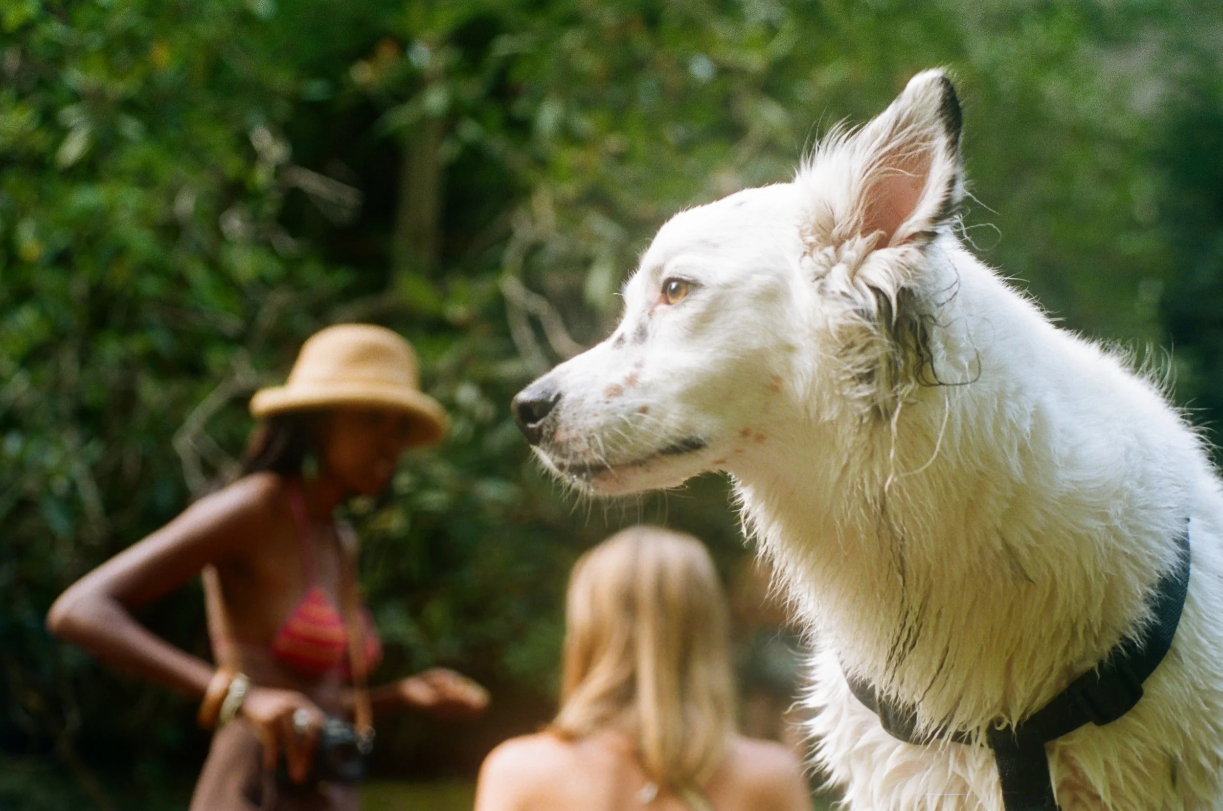 Close-up of a white dog with a collar, outdoors in a forest with two women, one wearing a hat and bikini top, the other with long hair, blurred in the background.