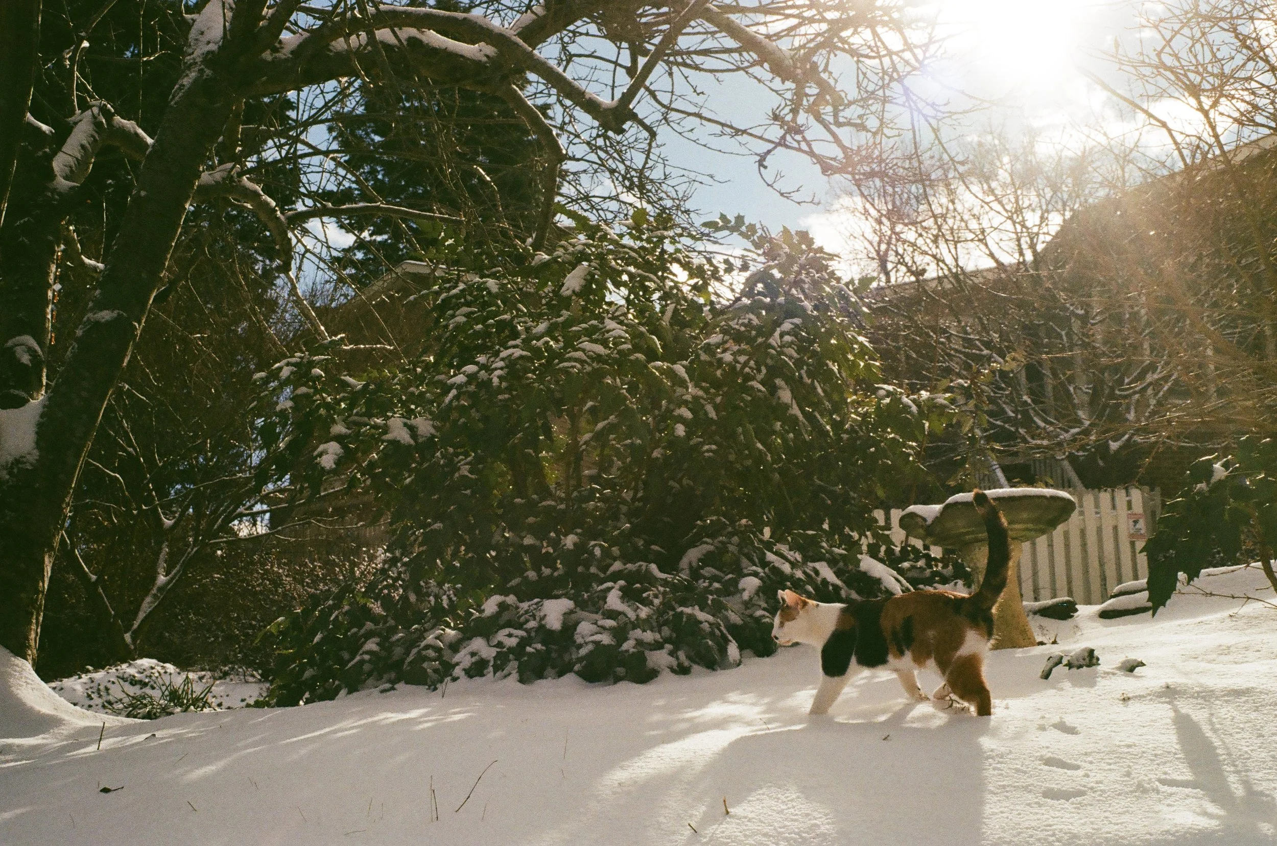 A calico cat walking through snow in a backyard, with snow-covered trees and bushes, a birdbath, and a fence in the background, under sunlight and partly cloudy sky.