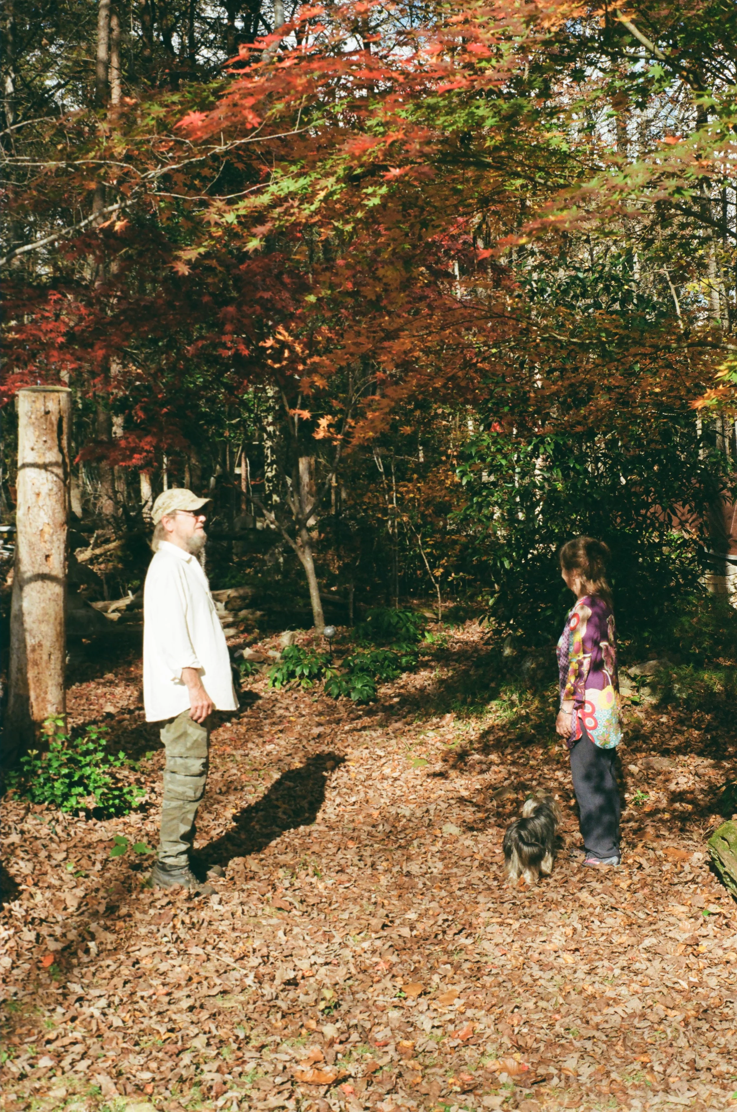A man and woman are standing in a forest with autumn leaves on the ground and trees with red, orange, and green leaves. A small dog is with the woman.