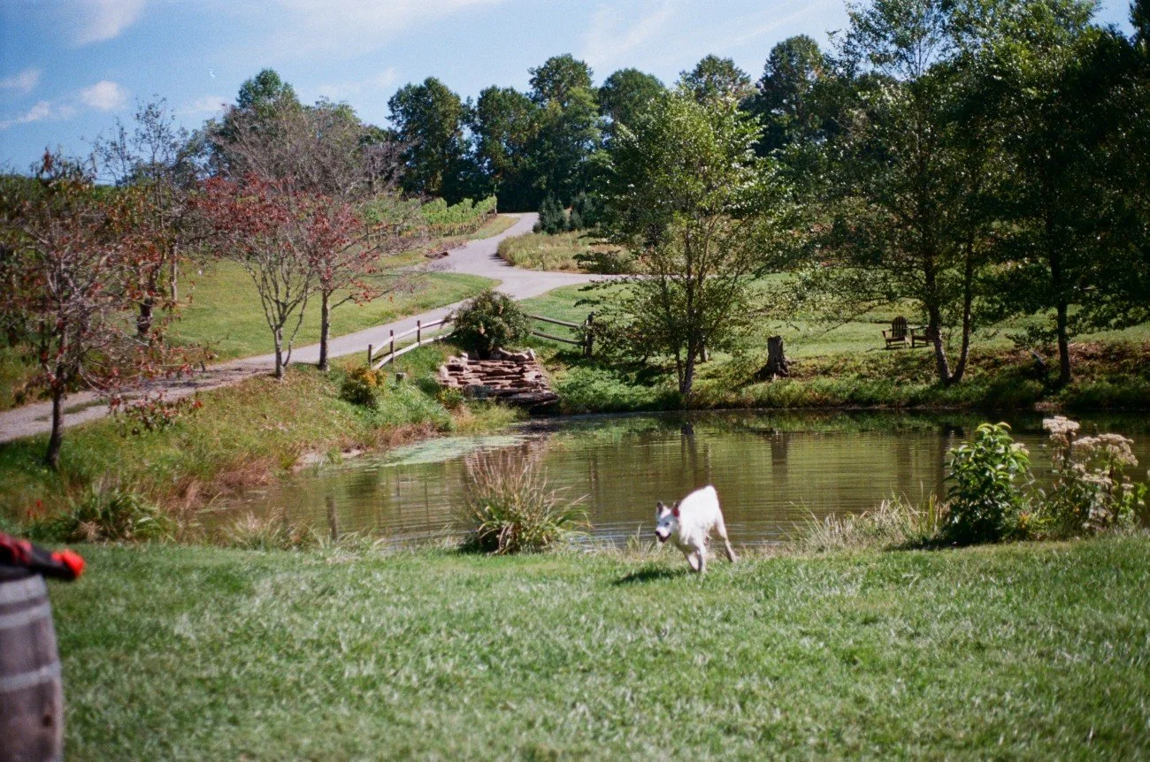 A dog running near a pond with lush green grass, trees, and a winding pathway in the background, under a clear blue sky.