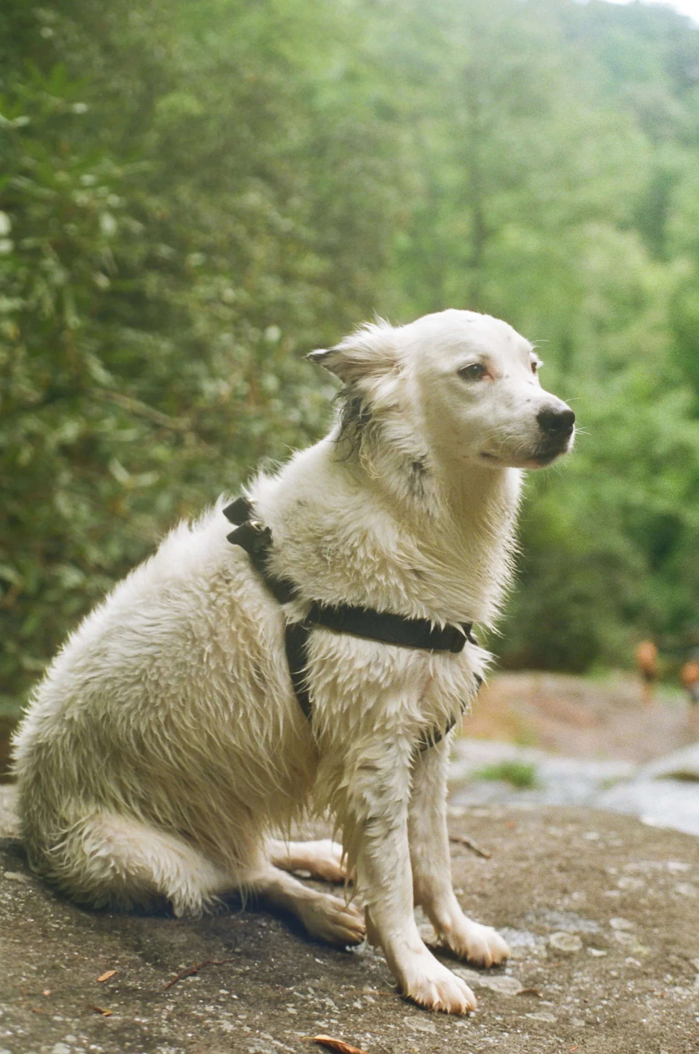 Wet white dog with a black harness sitting on a rock in a forest with green trees.