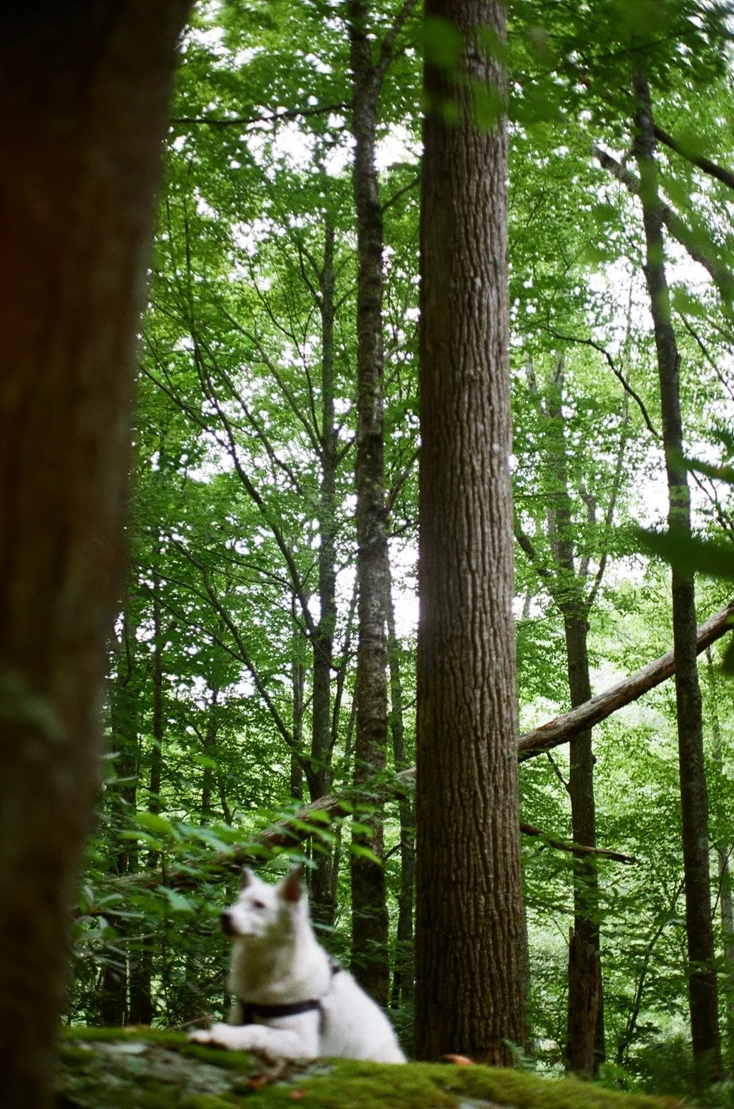 A small white dog with a harness sitting in a lush green forest among tall trees and dense foliage.