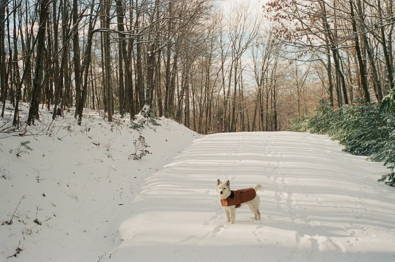 A dog wearing a brown coat standing on a snow-covered trail in a winter forest with trees without leaves.