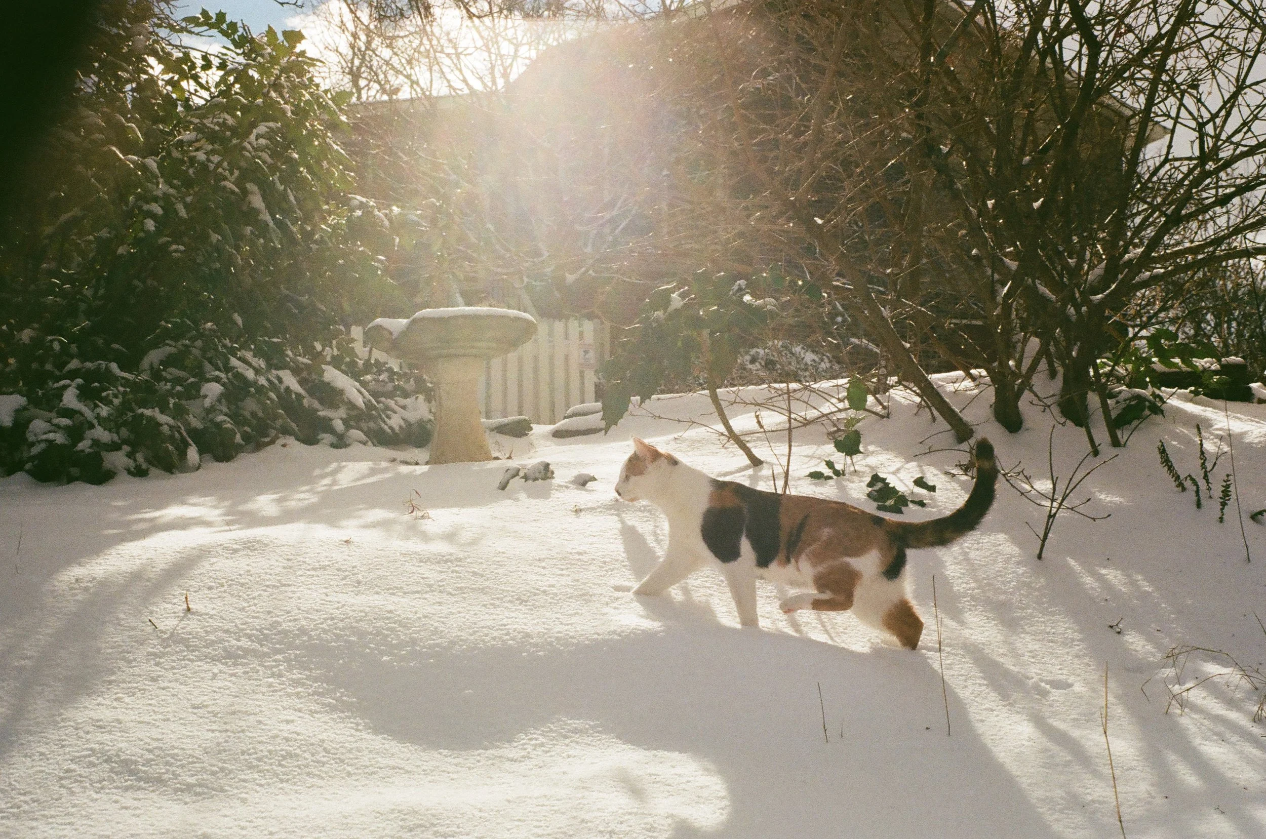 A calico cat walking through deep snow in a garden, with a birdbath, snow-covered bushes, and trees in the background, sunlight streaming through.