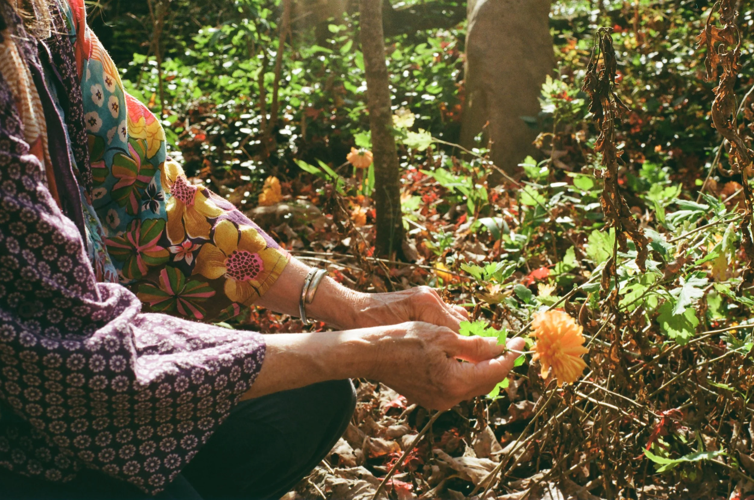 Close-up of elderly hands holding a yellow flower in a wooded outdoor setting with green foliage and trees in the background.