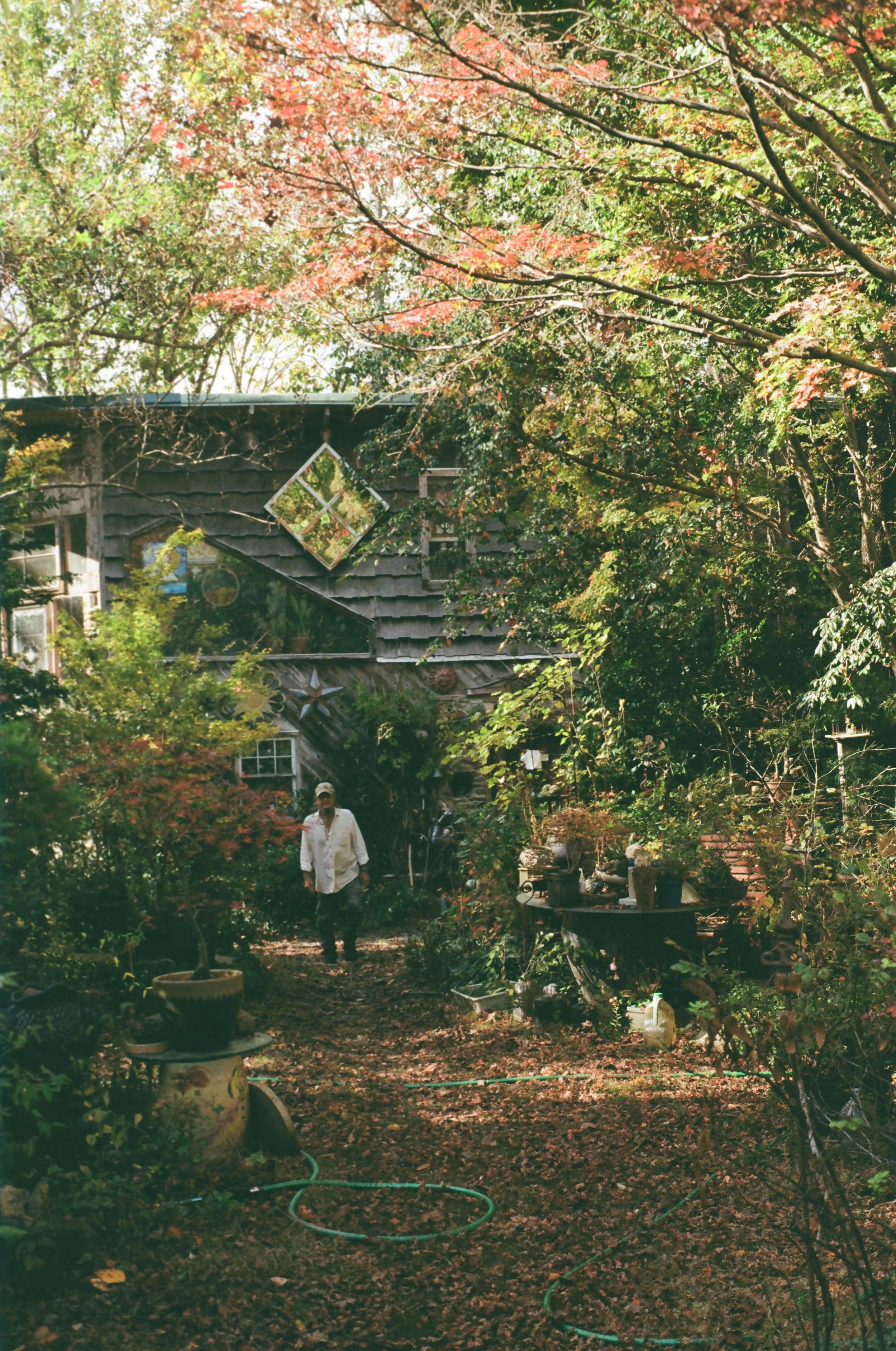 A man walks along a garden path surrounded by lush greenery and trees with red and green leaves, near a rustic house with a weathered exterior and decorative window panes.