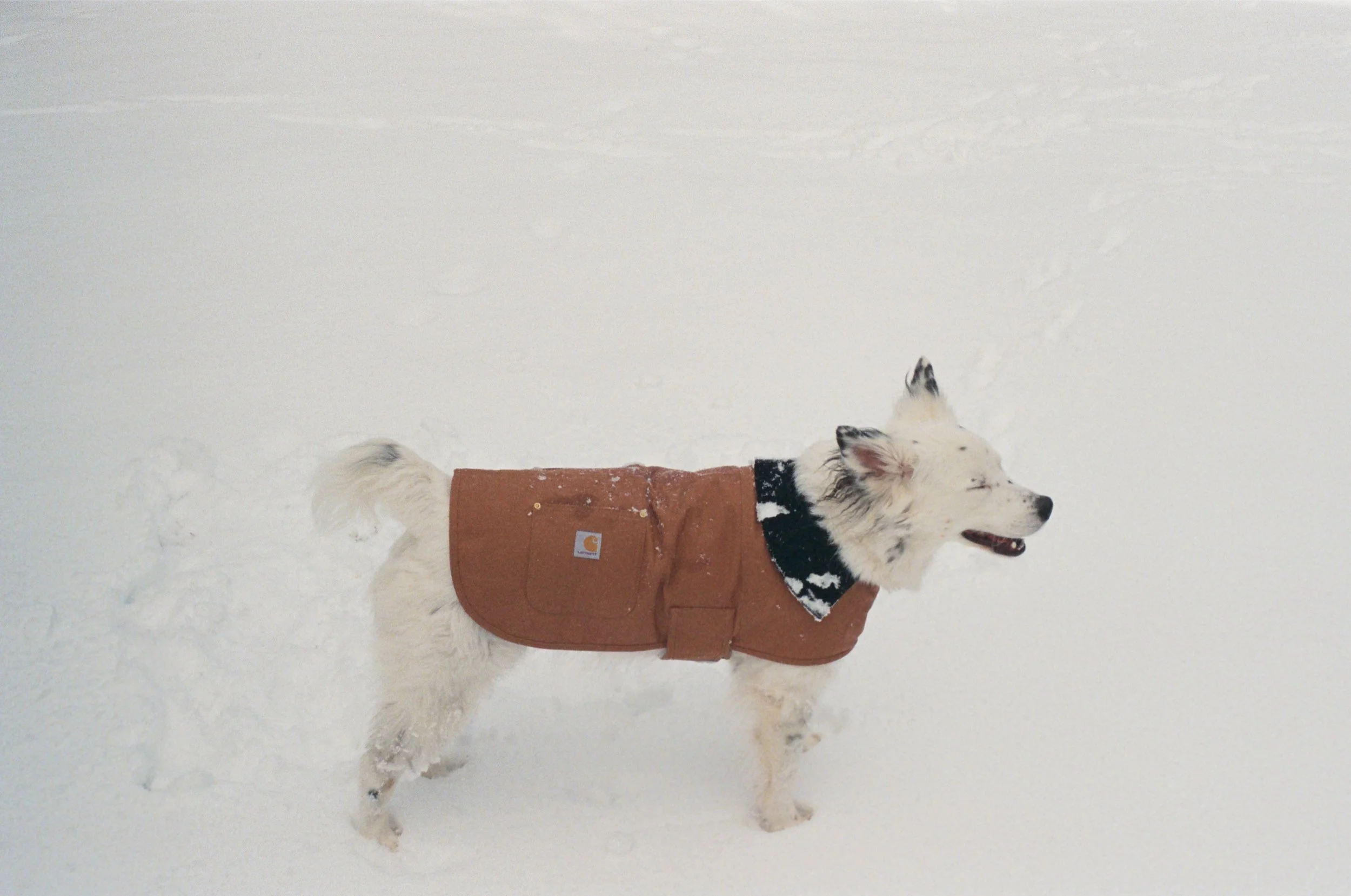 A white dog wearing a brown Carhartt jacket and a black collar, standing in the snow with a happy expression.