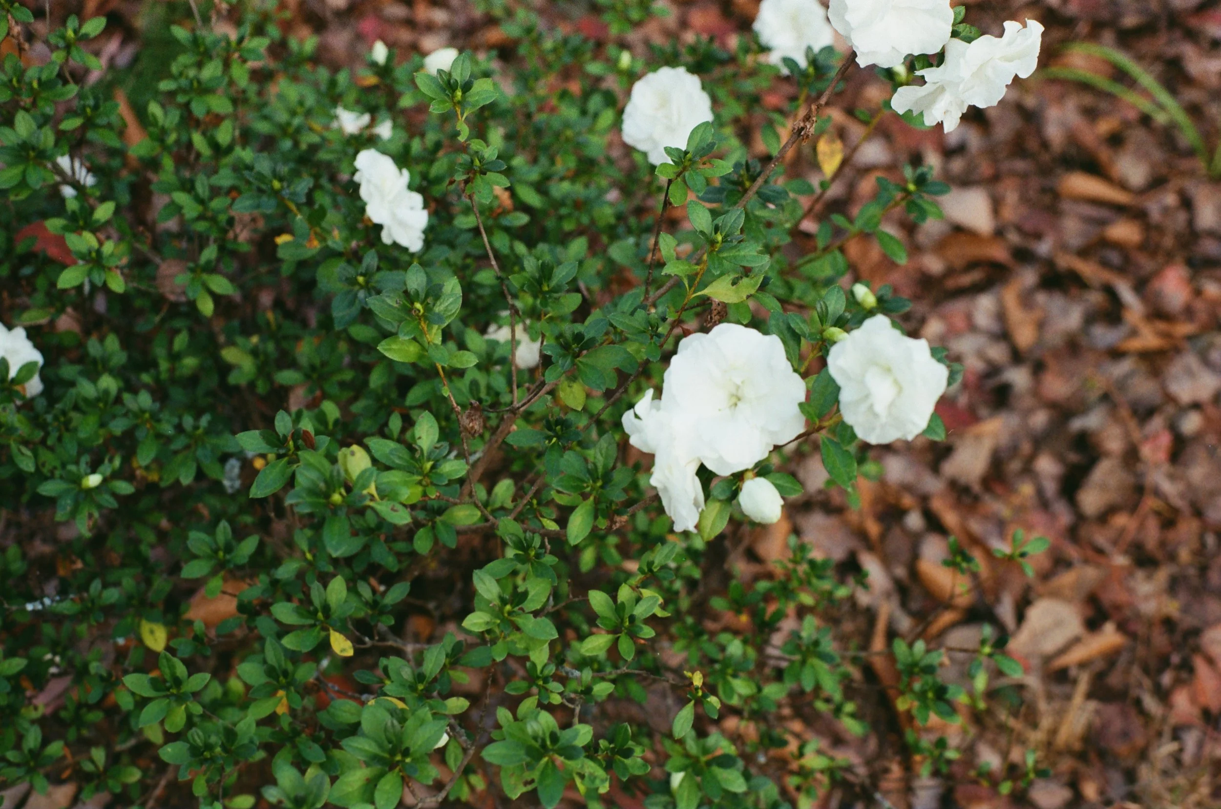 White flowers growing on a small green bush in a garden, with brown mulch on the ground.
