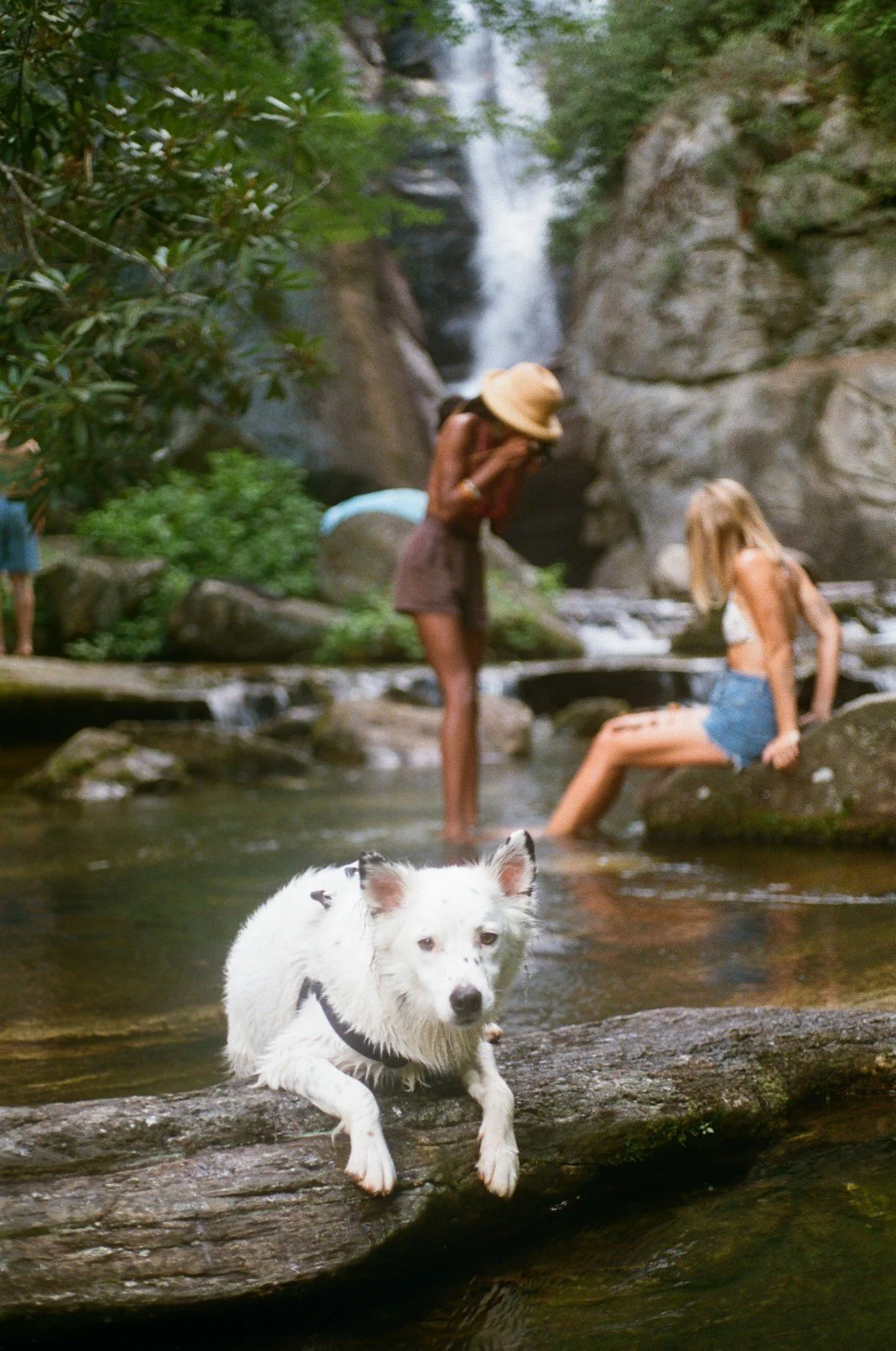 A small white dog with black spots on a log in a river, with two women and a person in the background near a waterfall.