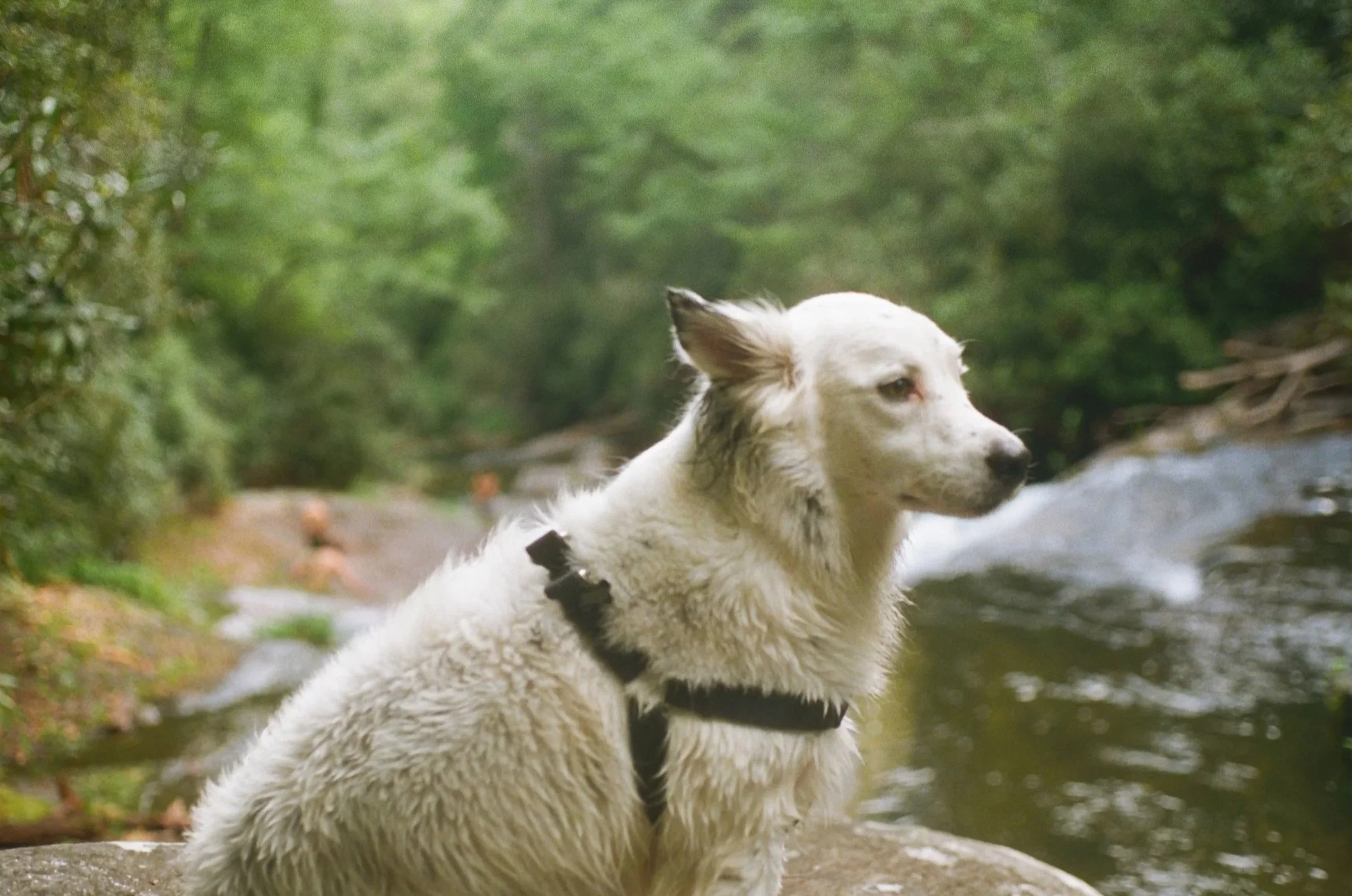 A dog with white fur and a black harness sitting near a riverbank surrounded by green trees.