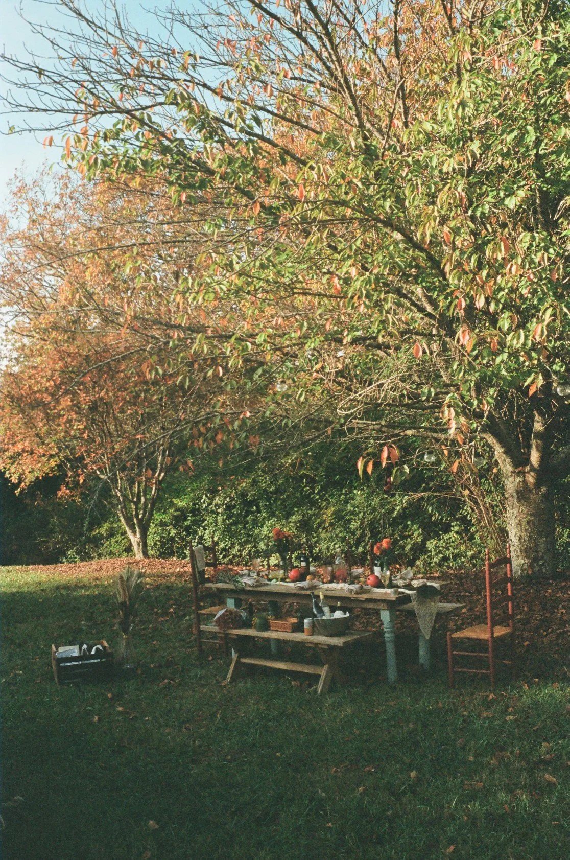 Outdoor gathering setup with a wooden table and chairs under a large tree with orange and green leaves, decorated with pumpkins and fall-themed items.