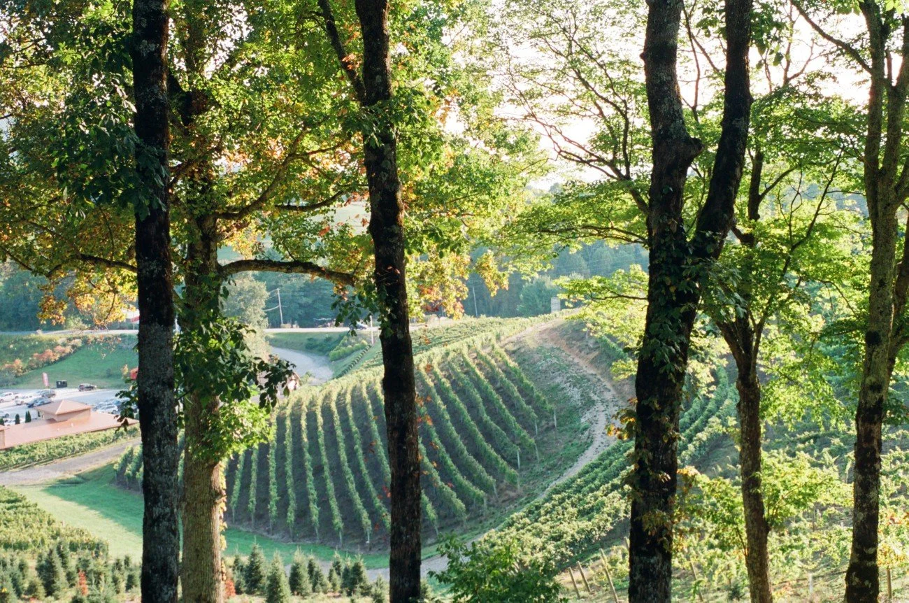 View of a vineyard on a hillside seen through trees during daylight.