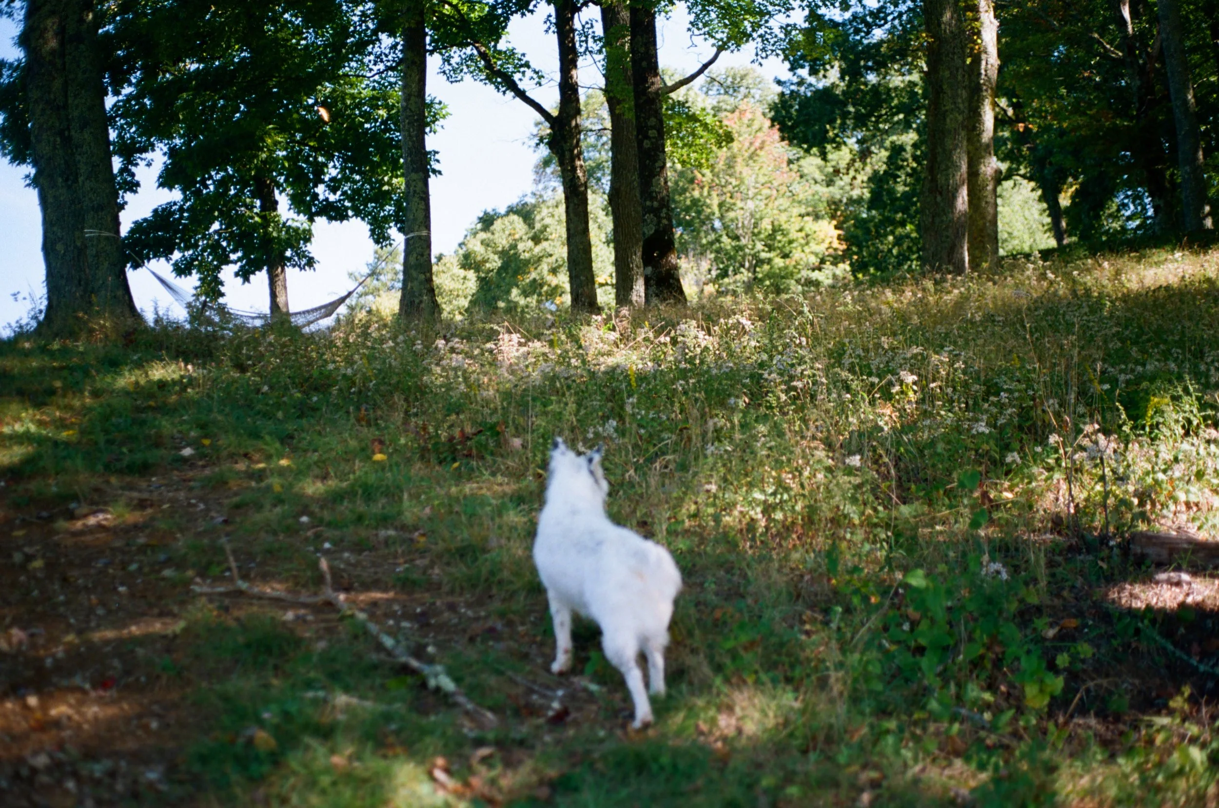 A small white dog standing on a dirt path in a forest, looking towards tall trees in the background, with green foliage and sunlight filtering through the leaves.