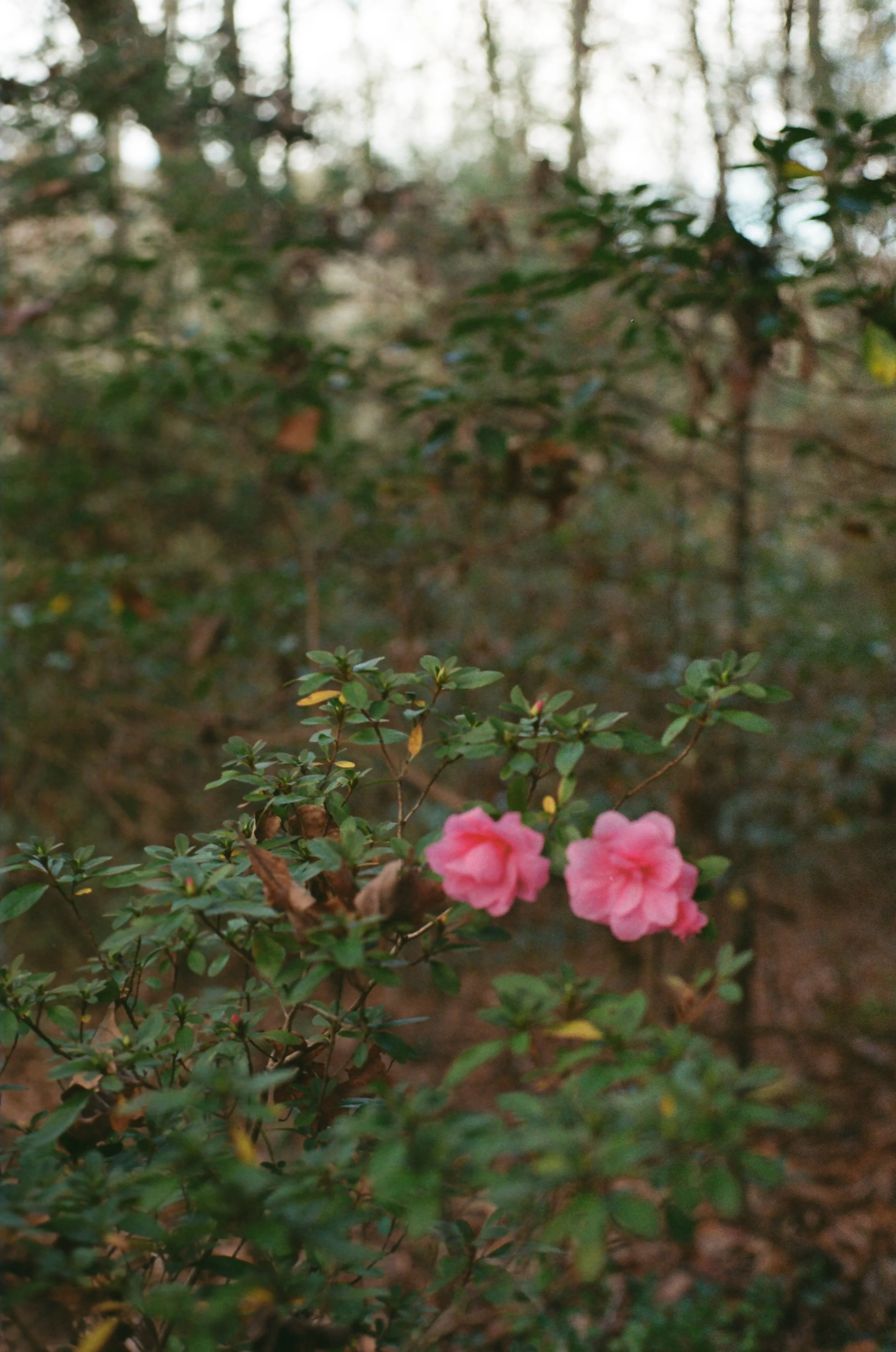 Close-up of pink azalea flowers blooming on a bush in a wooded area.