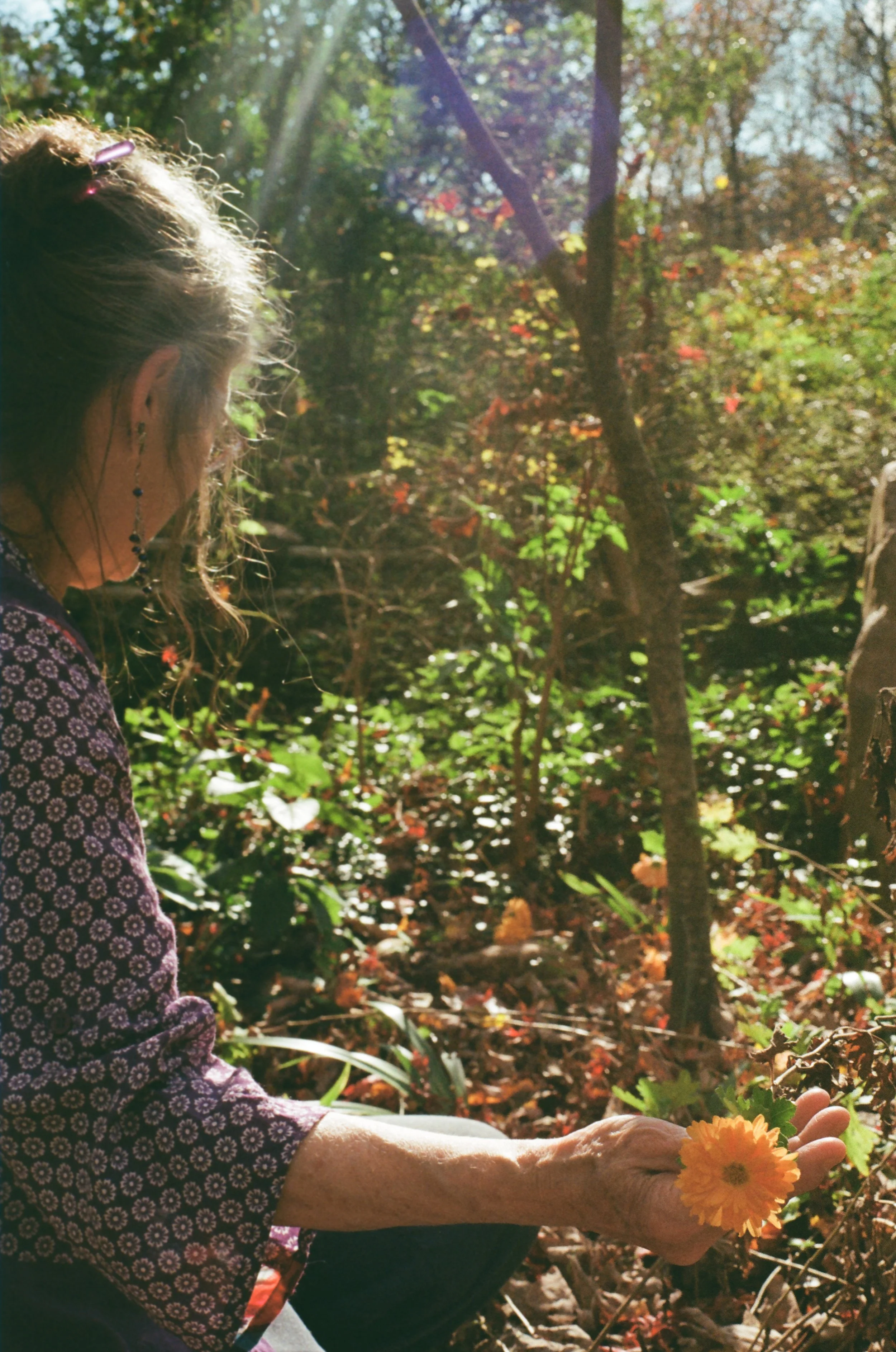 An elderly woman with long gray hair, wearing a patterned purple shirt and earrings, sits in a forested area holding a yellow flower in her hand.