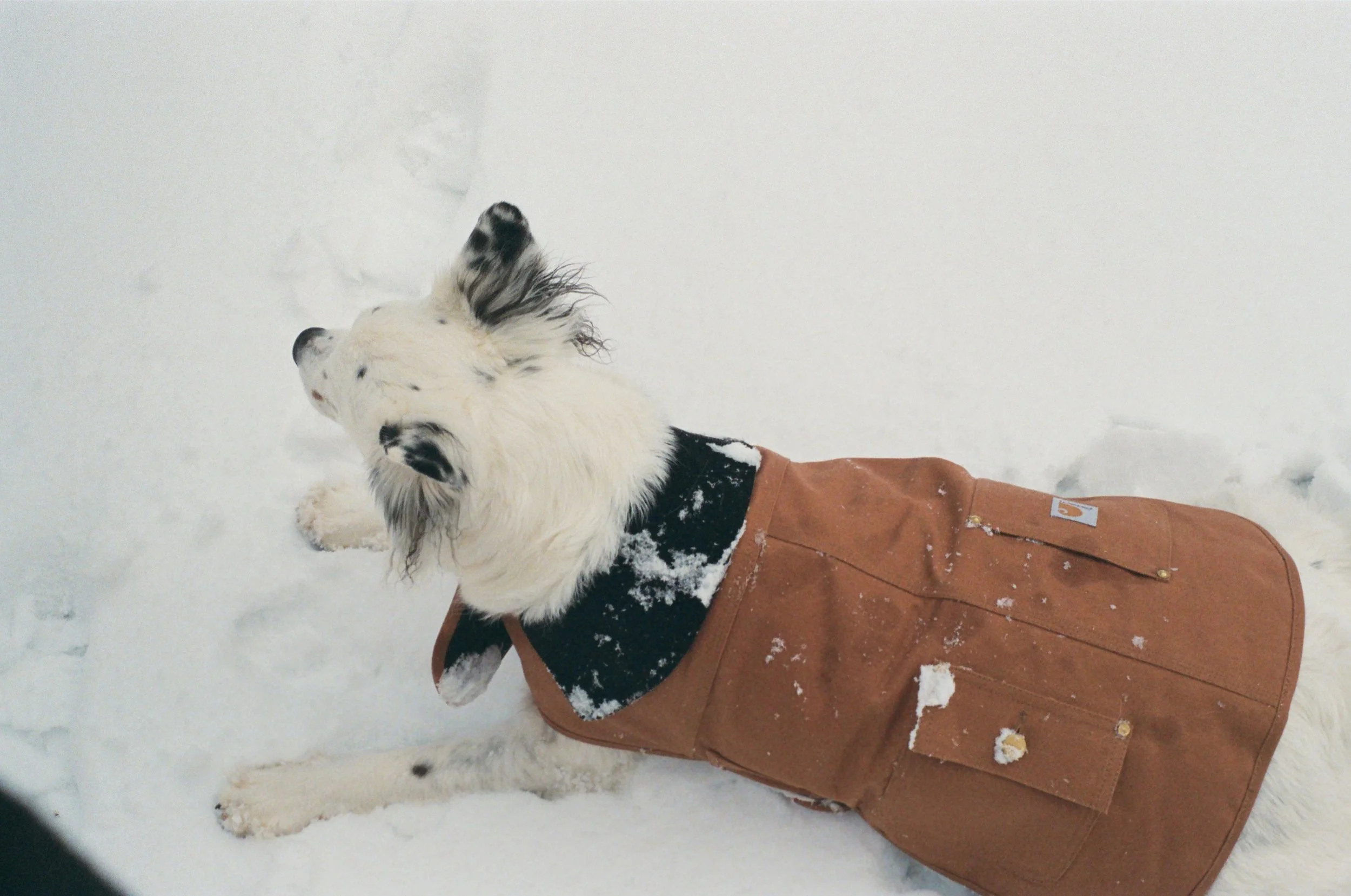A white and black dog lying on snow, wearing a brown coat.
