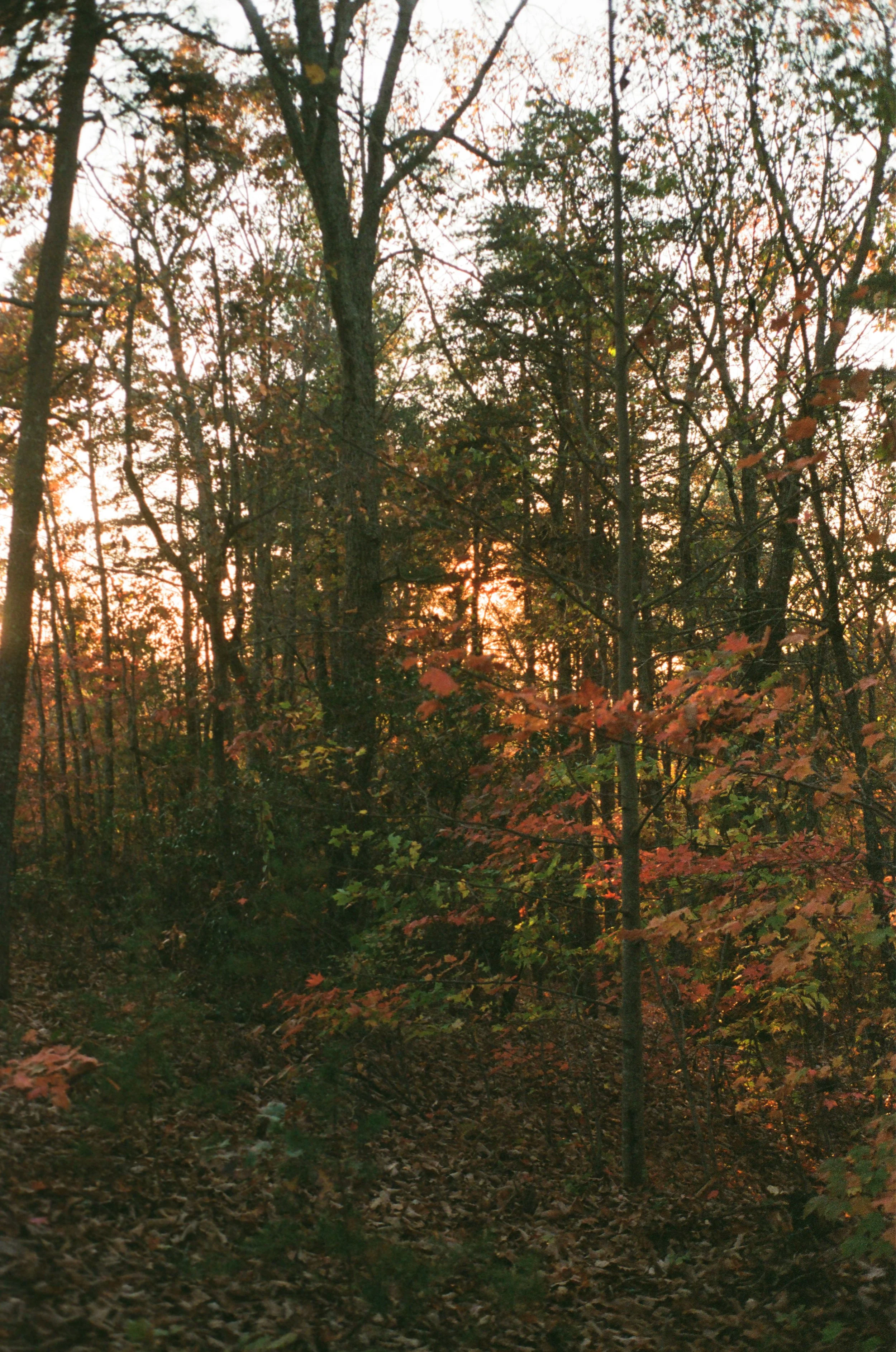 Autumn forest scene during sunset with trees and fallen leaves.