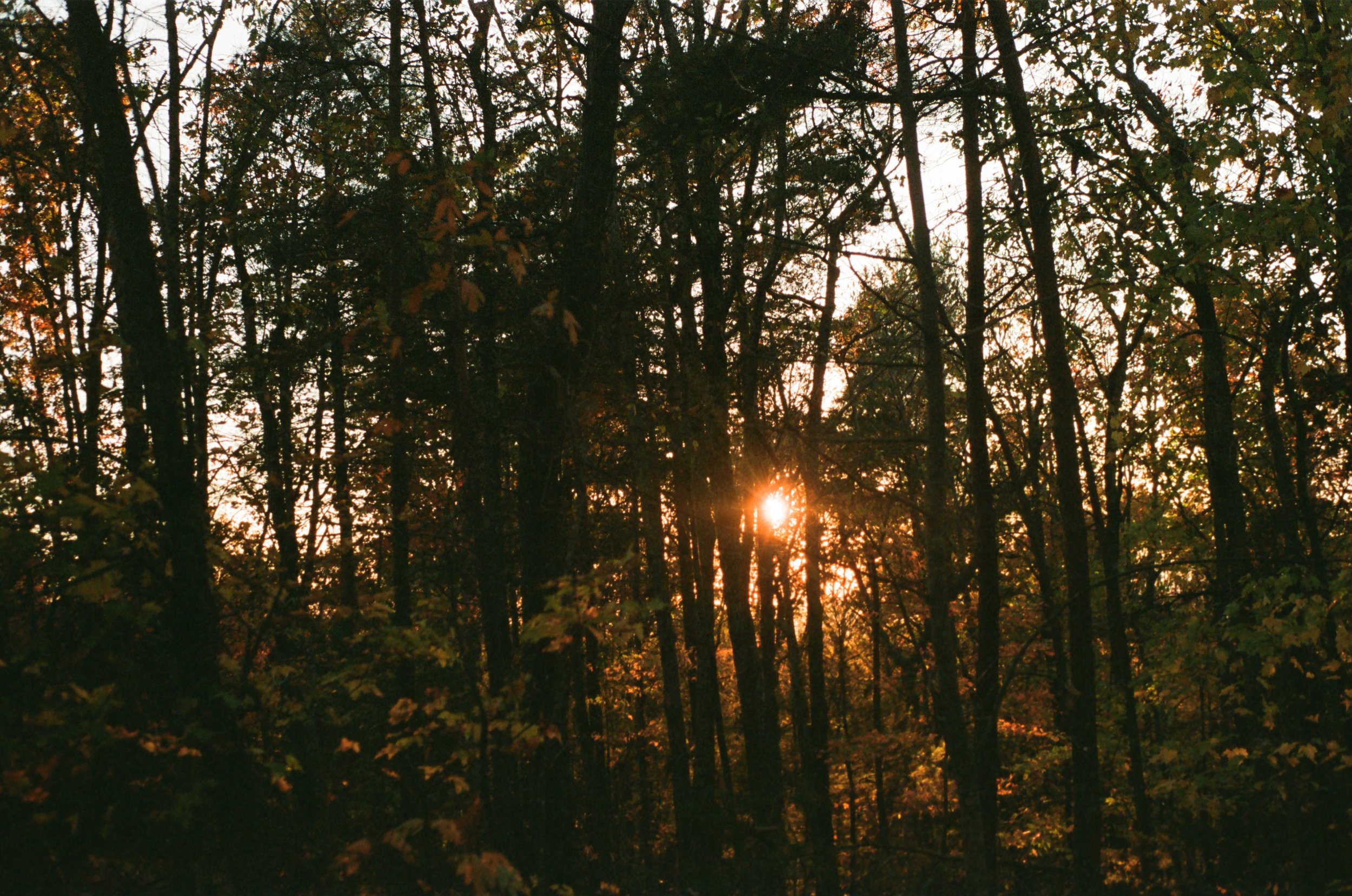Sunset visible through a dense forest with tall trees and yellow-green leaves.