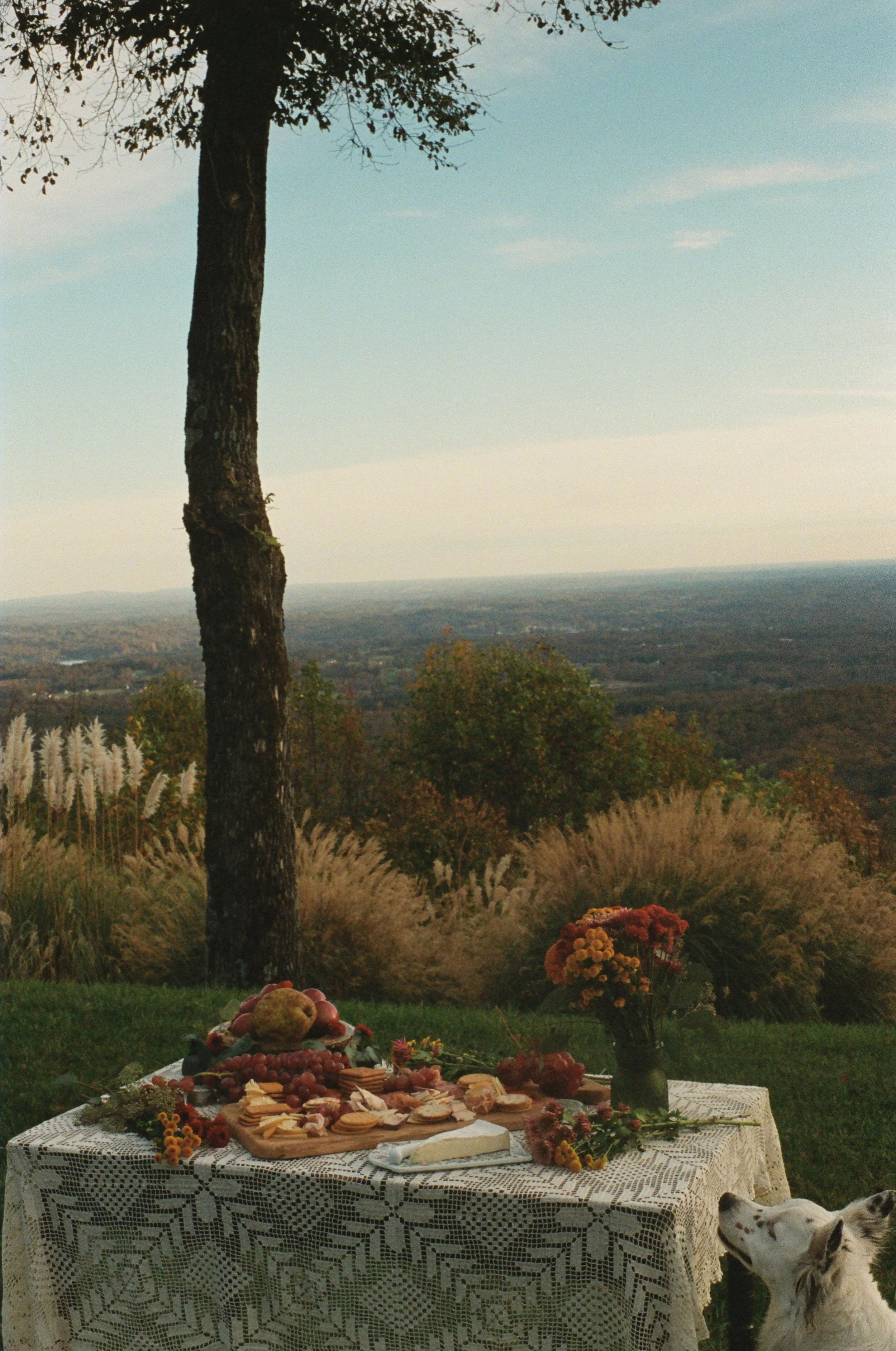 A table with cheese, grapes, and crackers, set outdoors on a grassy area with a vase of flowers, overlooking a landscape with trees and a distant horizon, with two dogs nearby.