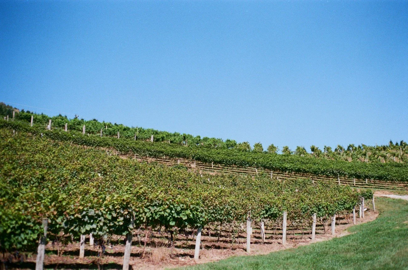 Vineyard on a hillside under a clear blue sky with lush green grapevines supported by wooden posts.