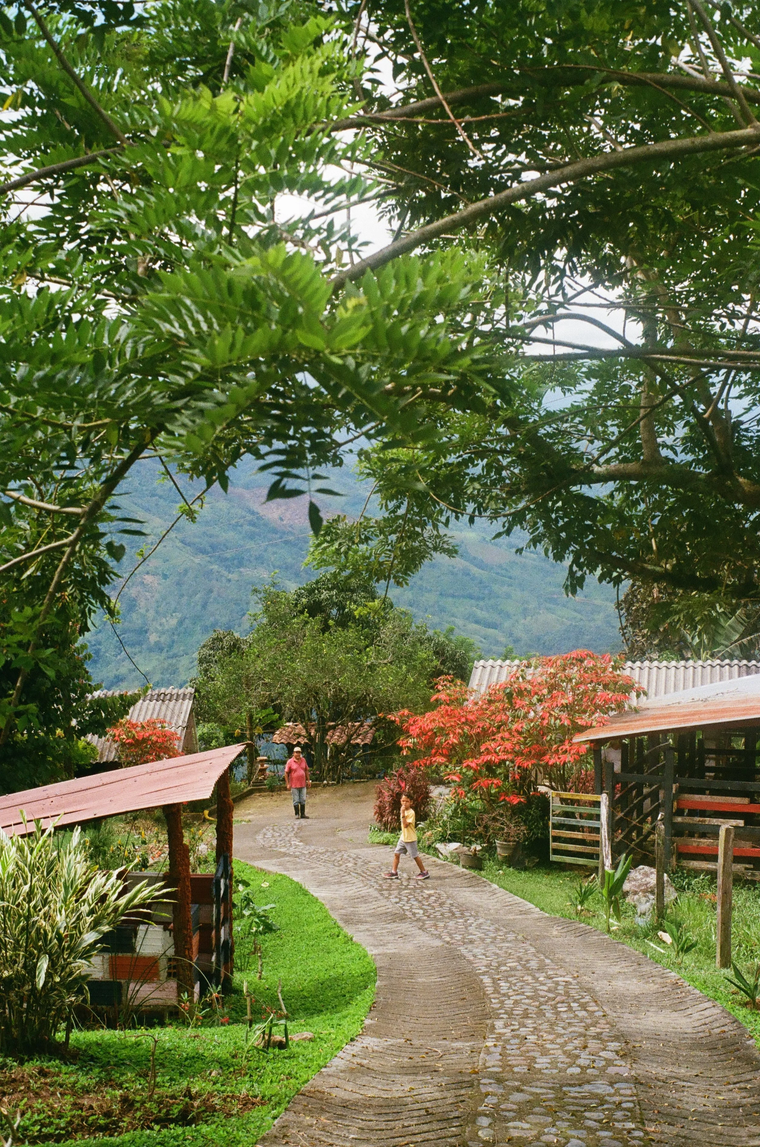 A rural scene with a winding cobblestone path, lush green plants, trees with red flowers, and two children playing. There is a woman walking in the background, and small houses with metal roofs, surrounded by mountains and more trees.