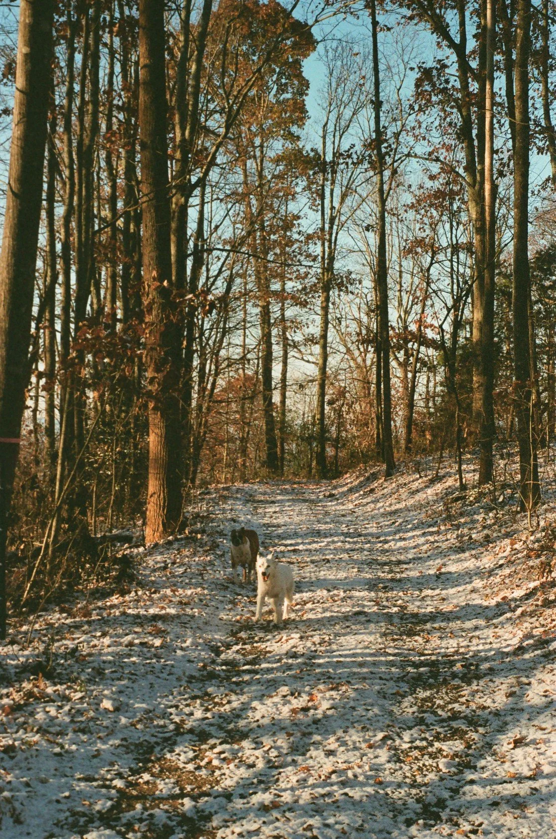 A snow-covered forest path with two dogs standing on it, surrounded by leafless trees under a clear blue sky.