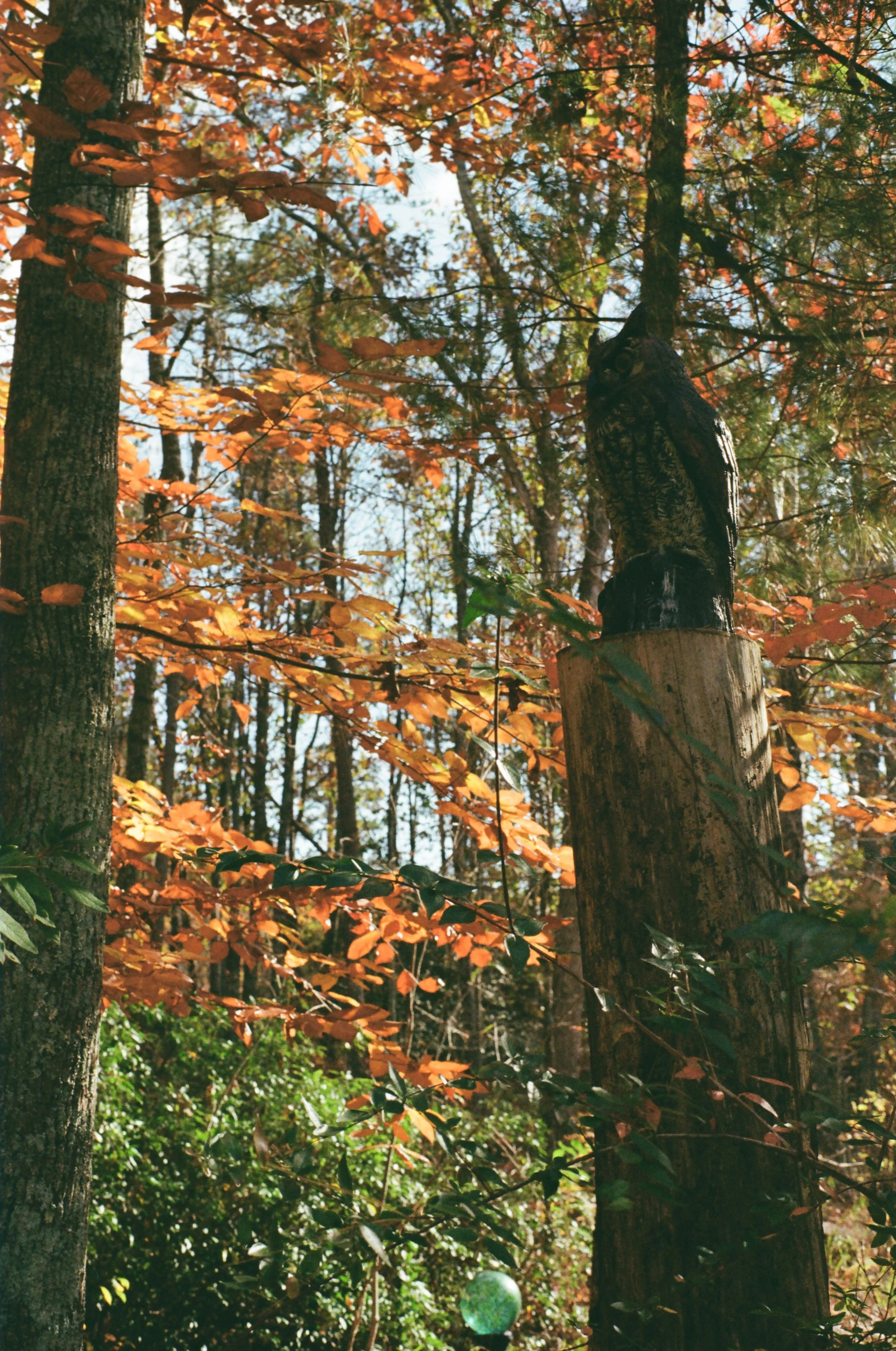 An owl perched on a tree stump in a forest with autumn-colored leaves.