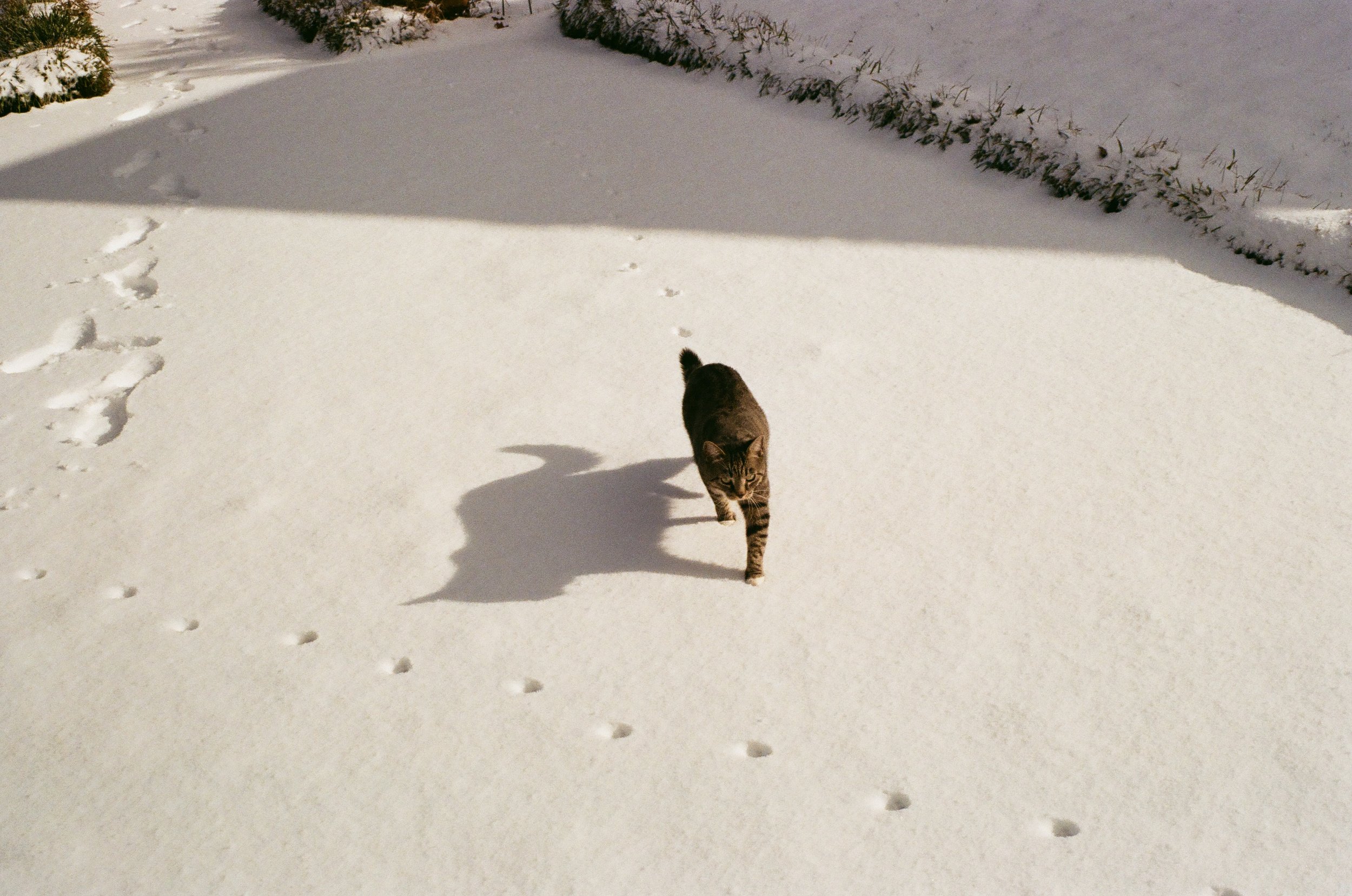 A cat walking in the snow with paw prints behind it and a shadow cast on the snow.