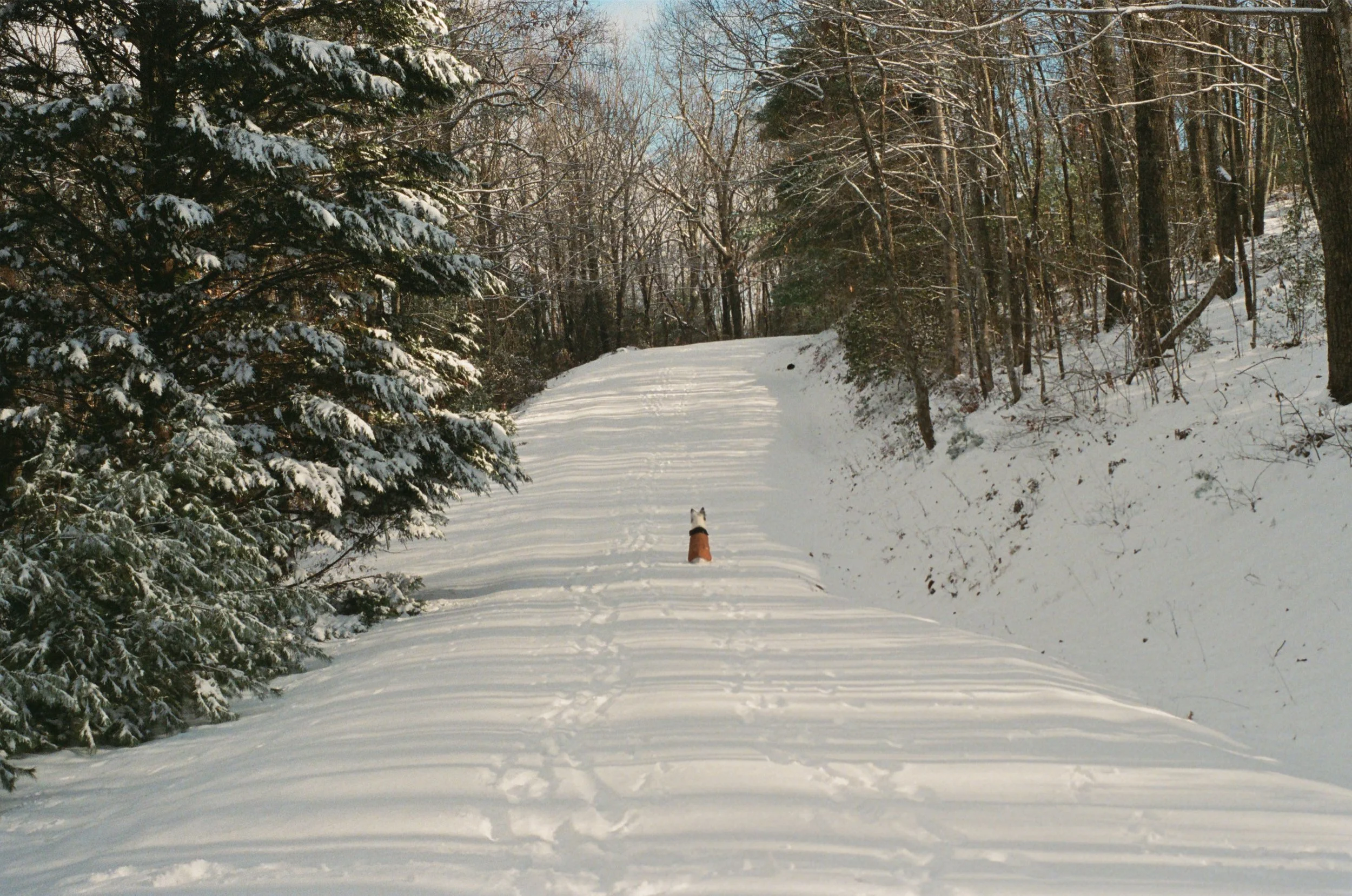A dog sitting on a snow-covered trail in a winter forest with trees on both sides.