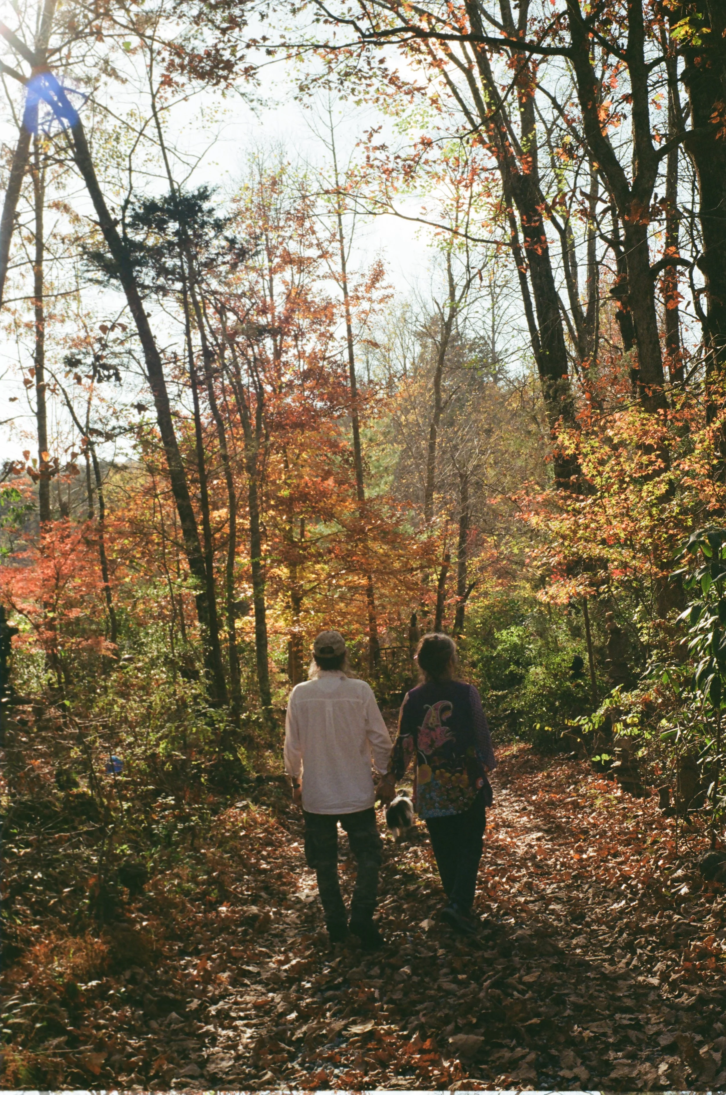 Two people walking hand in hand on a forest trail during autumn, surrounded by trees with colorful leaves.
