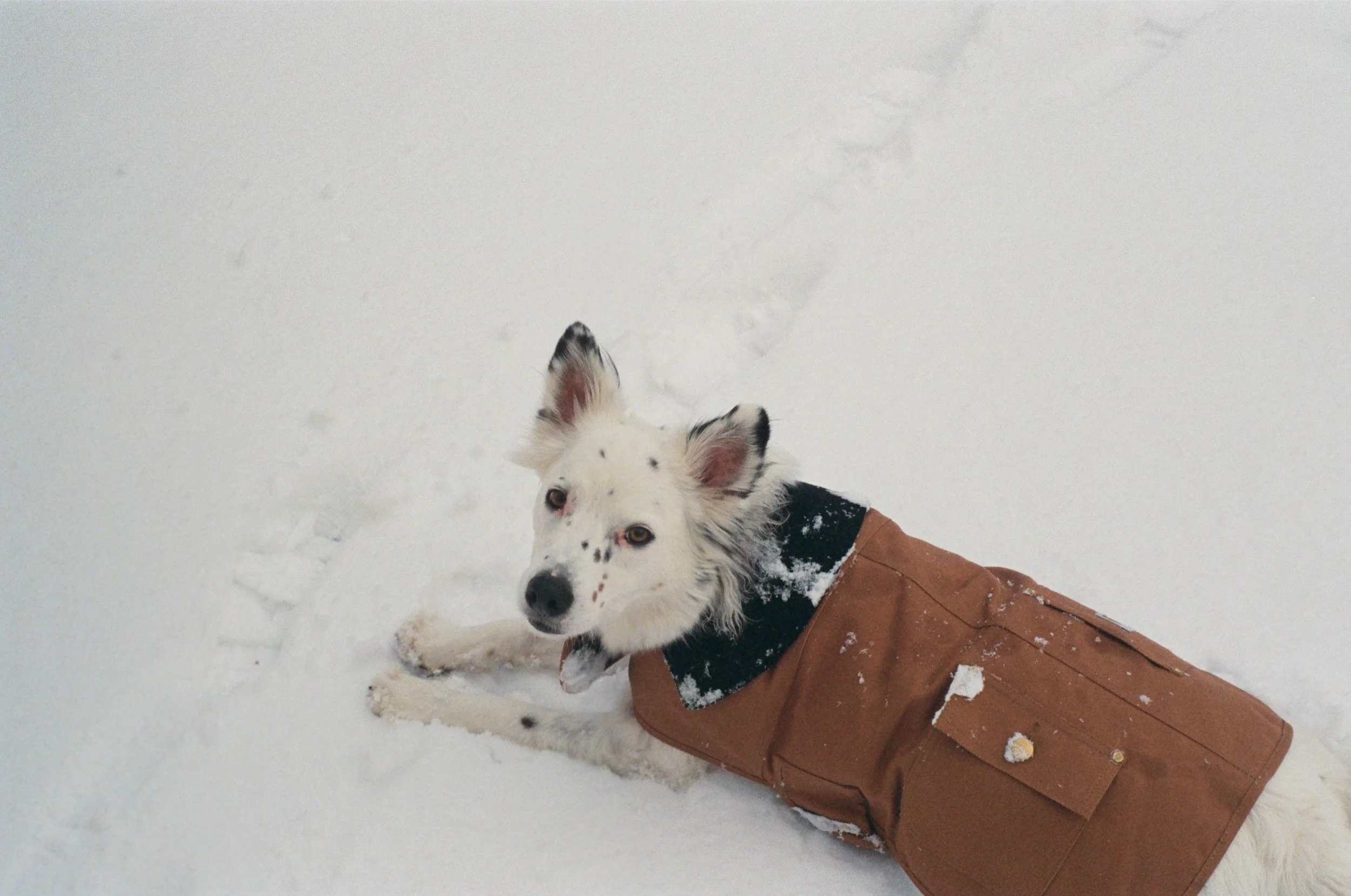 A white dog with black spots lying in snow, wearing a brown jacket.