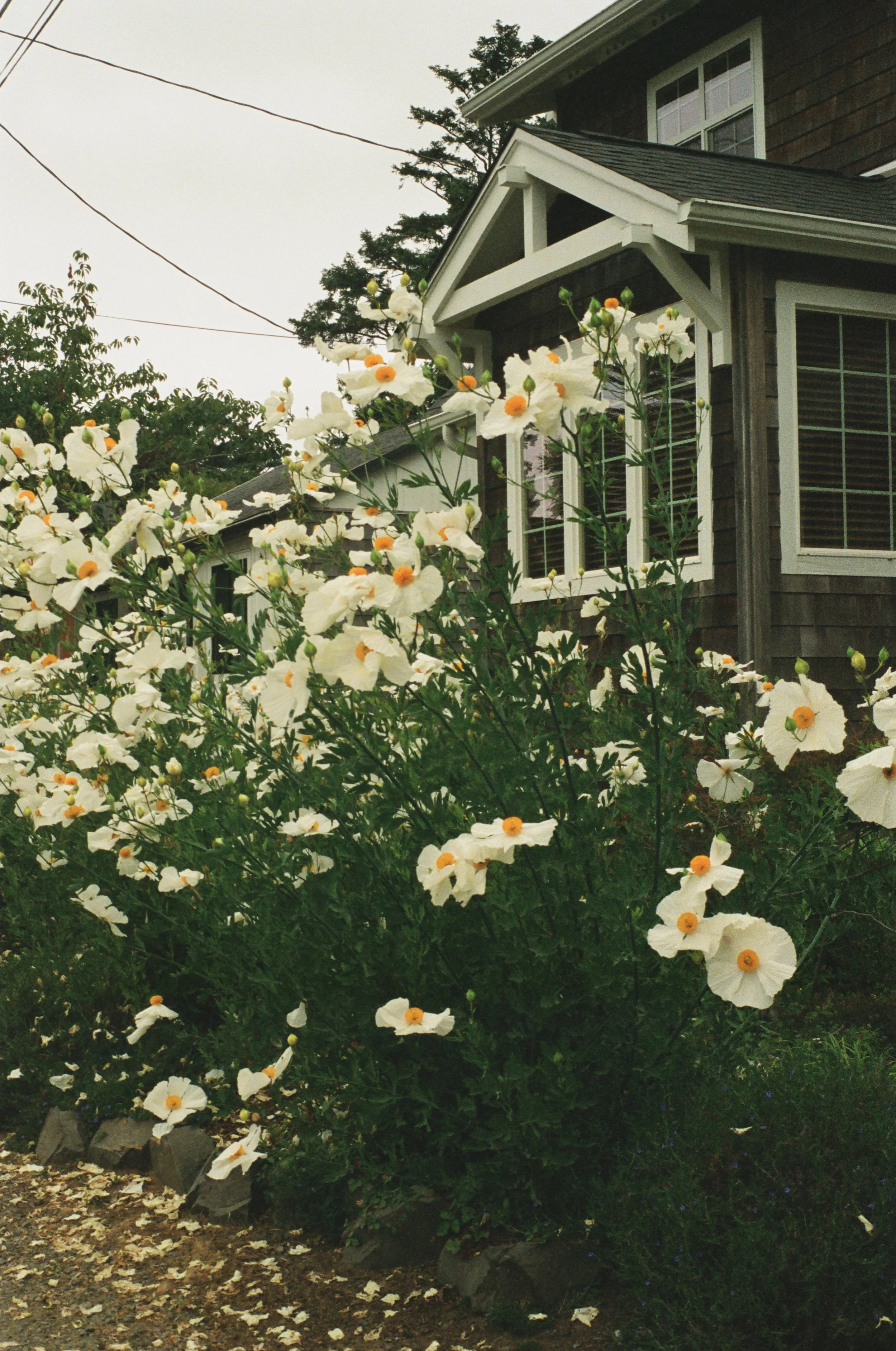 A house with gray shingles and white trim, surrounded by a garden with large white flowers with yellow centers.