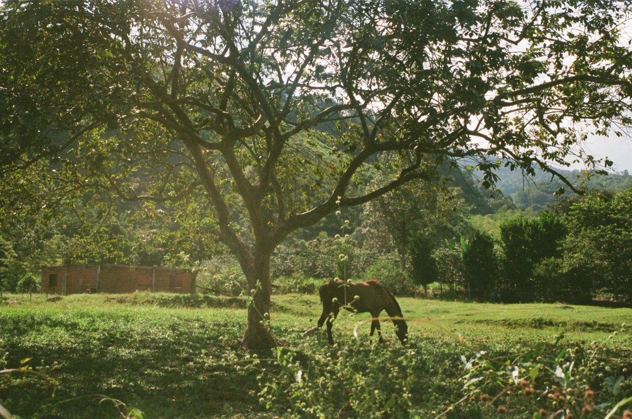 A horse grazing under a tree in a green field with a building and hills in the background.