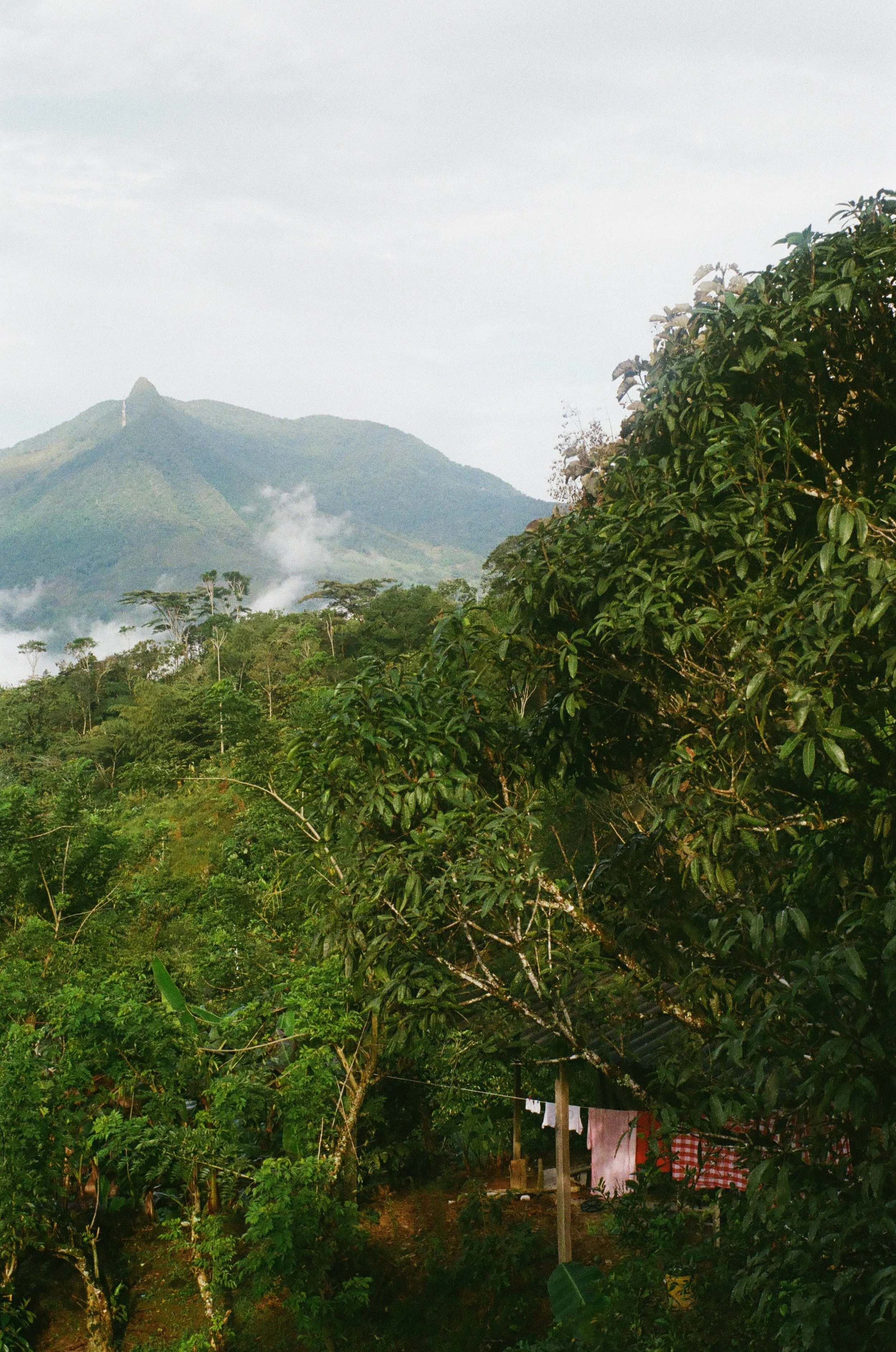 Lush green tropical forest with a mountain in the background and a small structure with laundry hanging in the foreground.