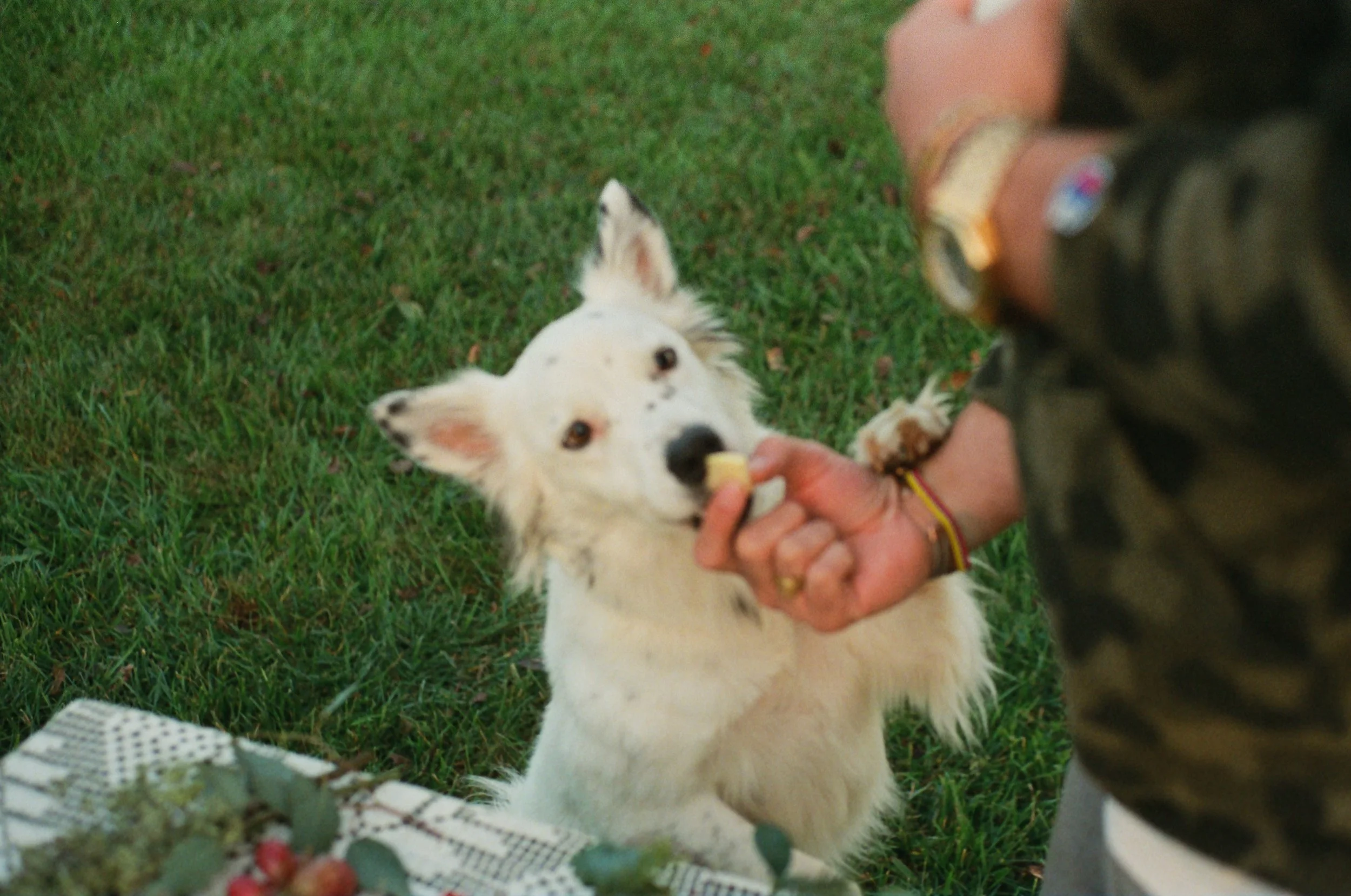 A person feeding a white dog with black spots outdoors on green grass. The dog is licking a small treat from the person's hand.