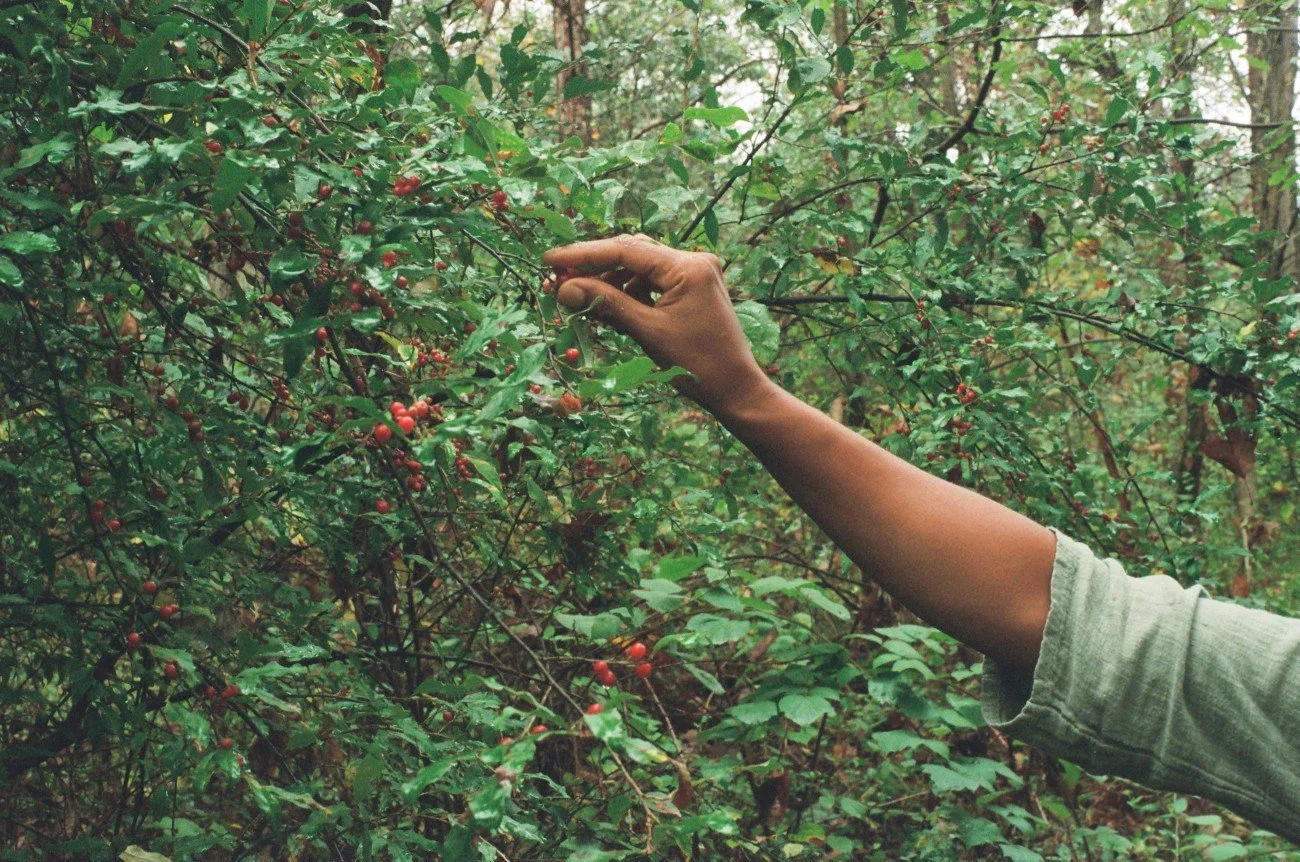 A person's arm reaches out to pick red berries from a dense green shrub in a forest.