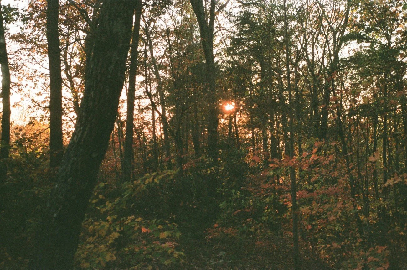 A forest scene at sunset with trees and fallen leaves on the ground.