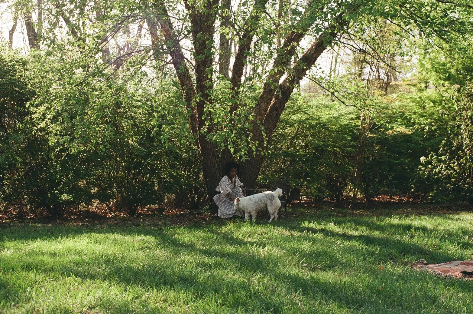 A person sitting under a large leafy tree in a grassy area with a small white dog.