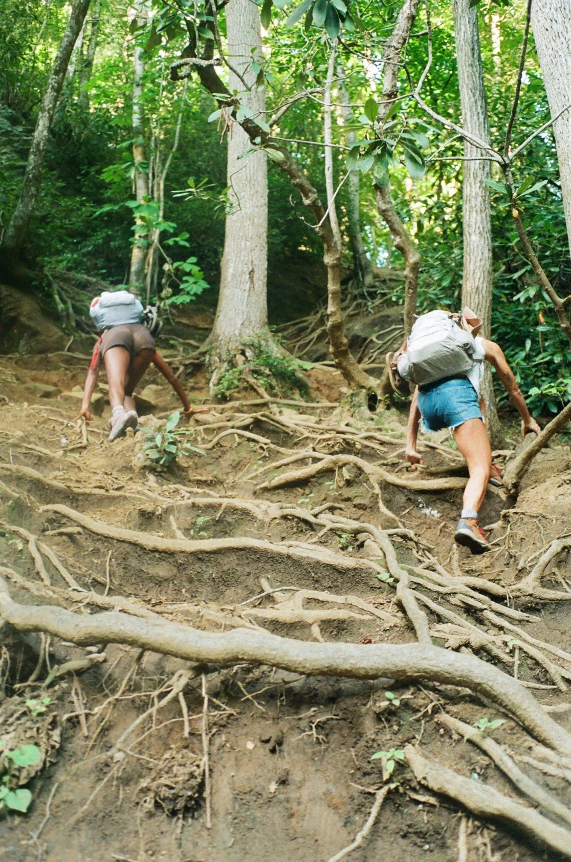 Two people hiking up a steep, root-covered dirt trail in a dense forest, with trees and green foliage around them.