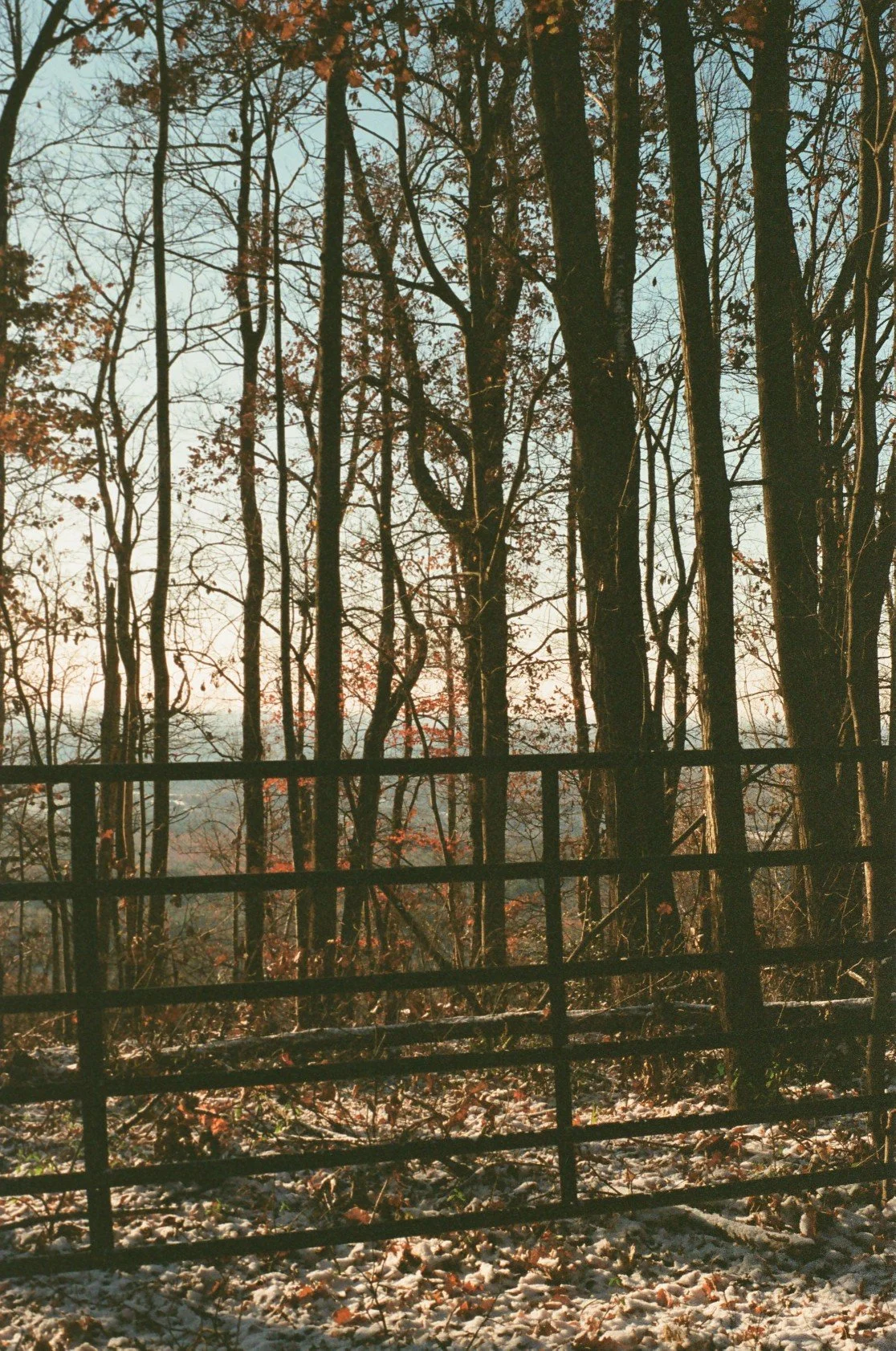 A forest scene with tall leafless trees, a wooden fence in the foreground, and a setting or rising sun casting light through the branches.