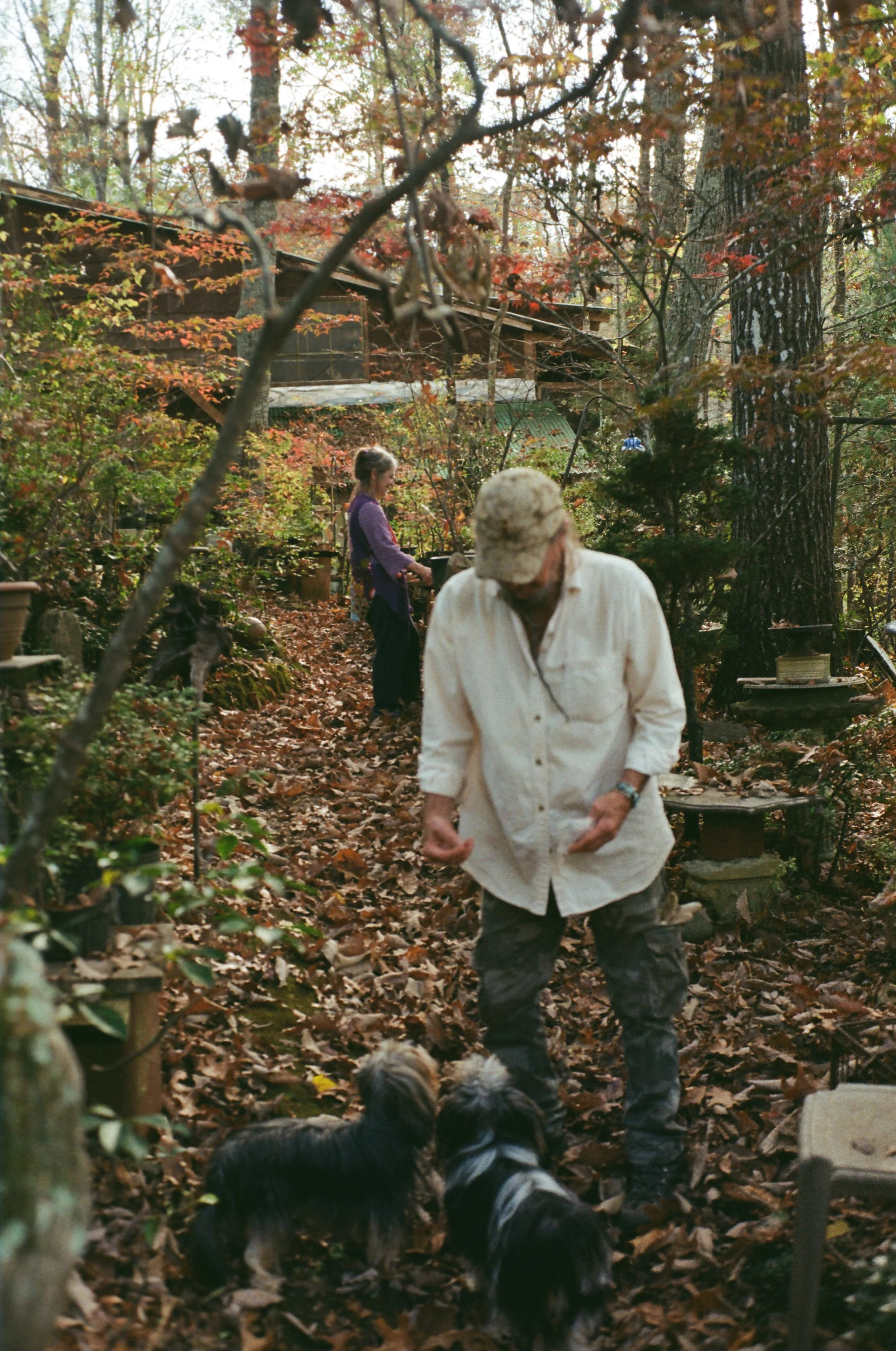 A person in a white shirt and cap standing outdoors in a wooded area surrounded by fallen leaves, with two small dogs at their feet. In the background, a girl playing a piano among trees and autumn foliage.