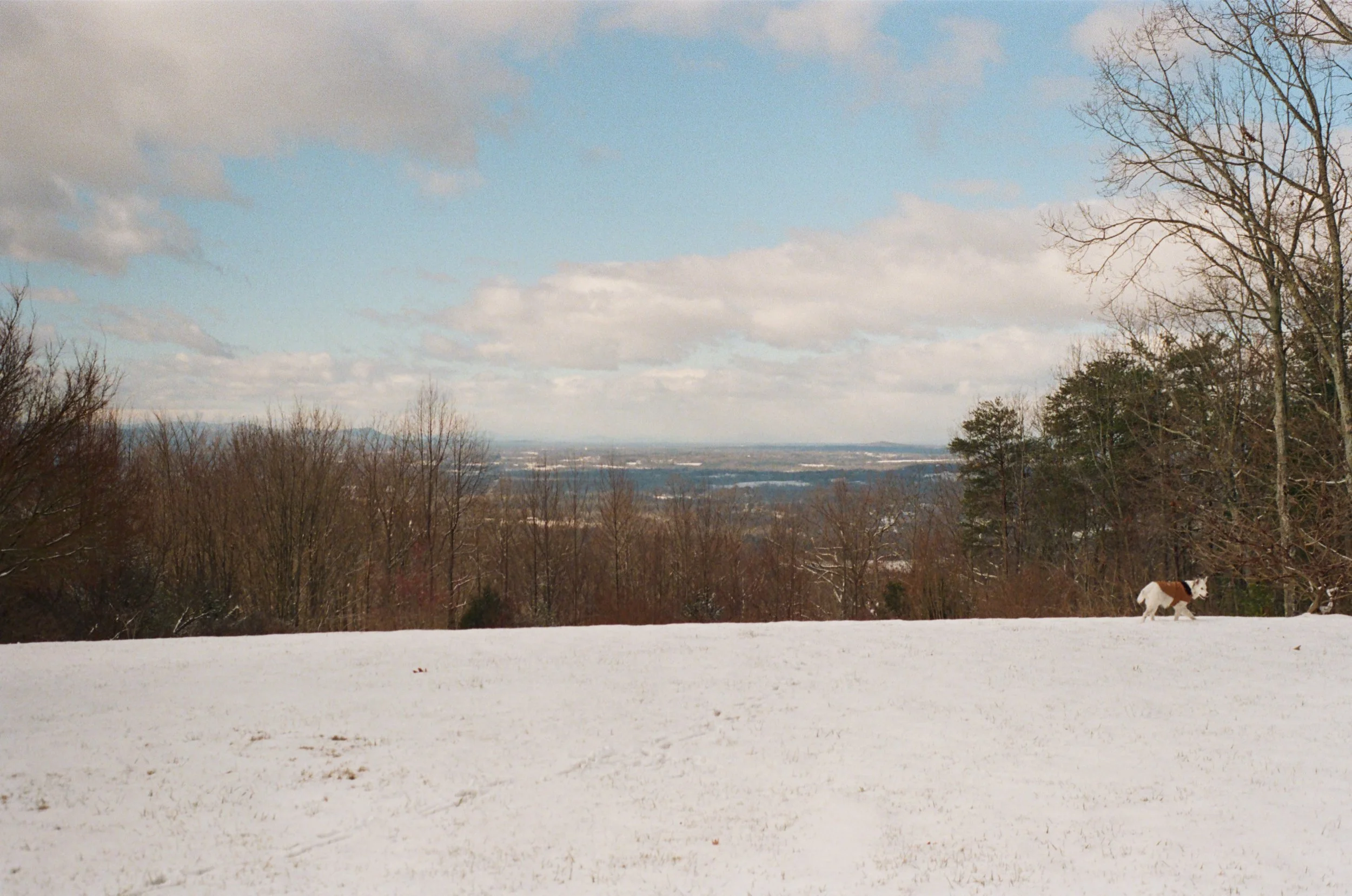 Snow-covered field with a dog running near a tree, leafless trees on the right, and a view of distant hills under a partly cloudy sky.