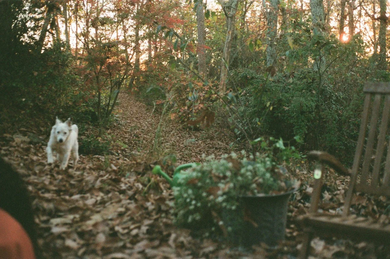 A white dog running towards the camera on a leaf-covered trail in a wooded area at sunset, with trees and a potted plant in the foreground.