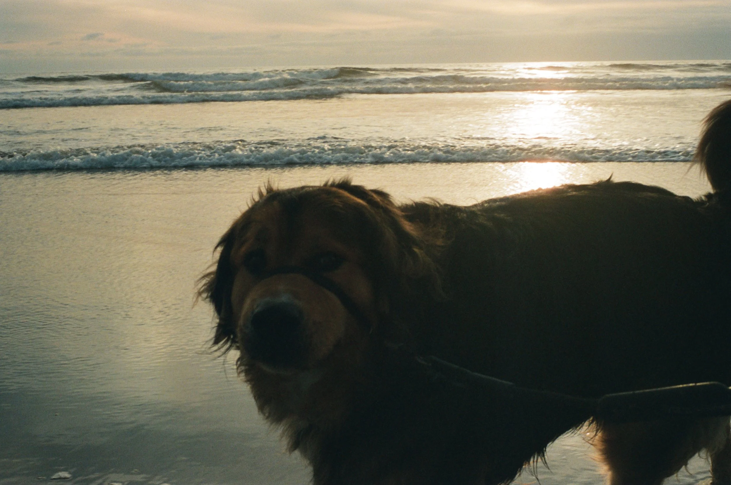 A dog lying on the wet sand at the beach during sunset with waves in the background.